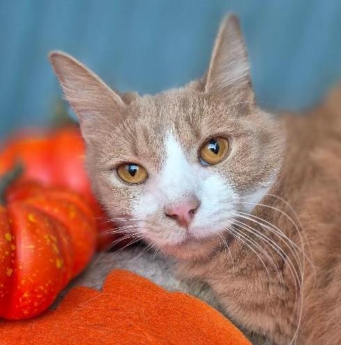 Remedy, Adoptable, Adult Female Domestic Long Hair.