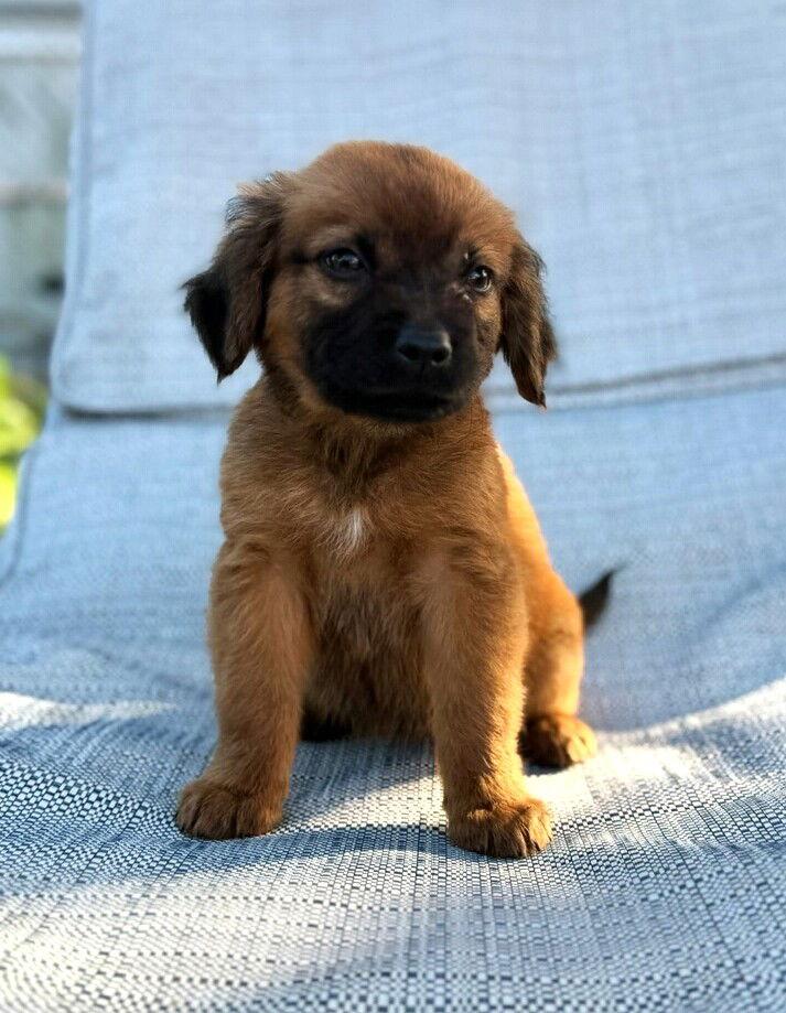 Autumn, Adopted, Puppy Female Labrador Retriever & Golden Retriever.