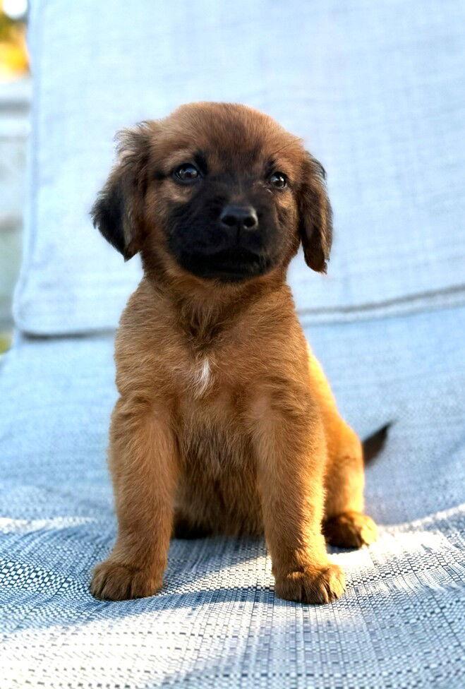 Enlarge Autumn, a Adopted mixed breed in Royal Palm Beach, FL image 2/3