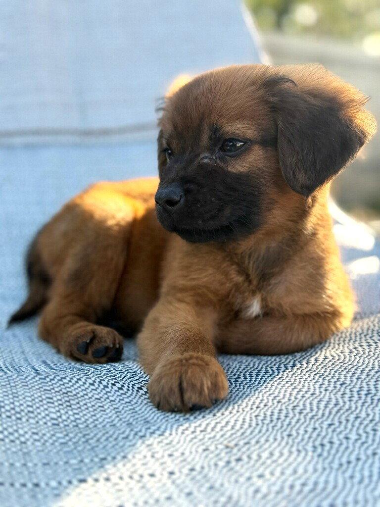 Enlarge Autumn, a Adopted mixed breed in Royal Palm Beach, FL image 3/3