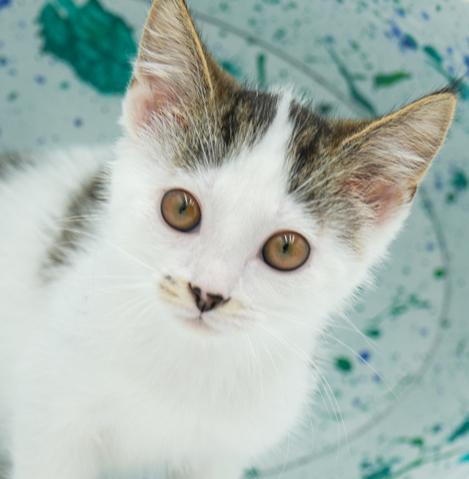 What are the Best Hypoallergenic Cat Breeds for People Petfinderpetfinder: Top Picks Revealed