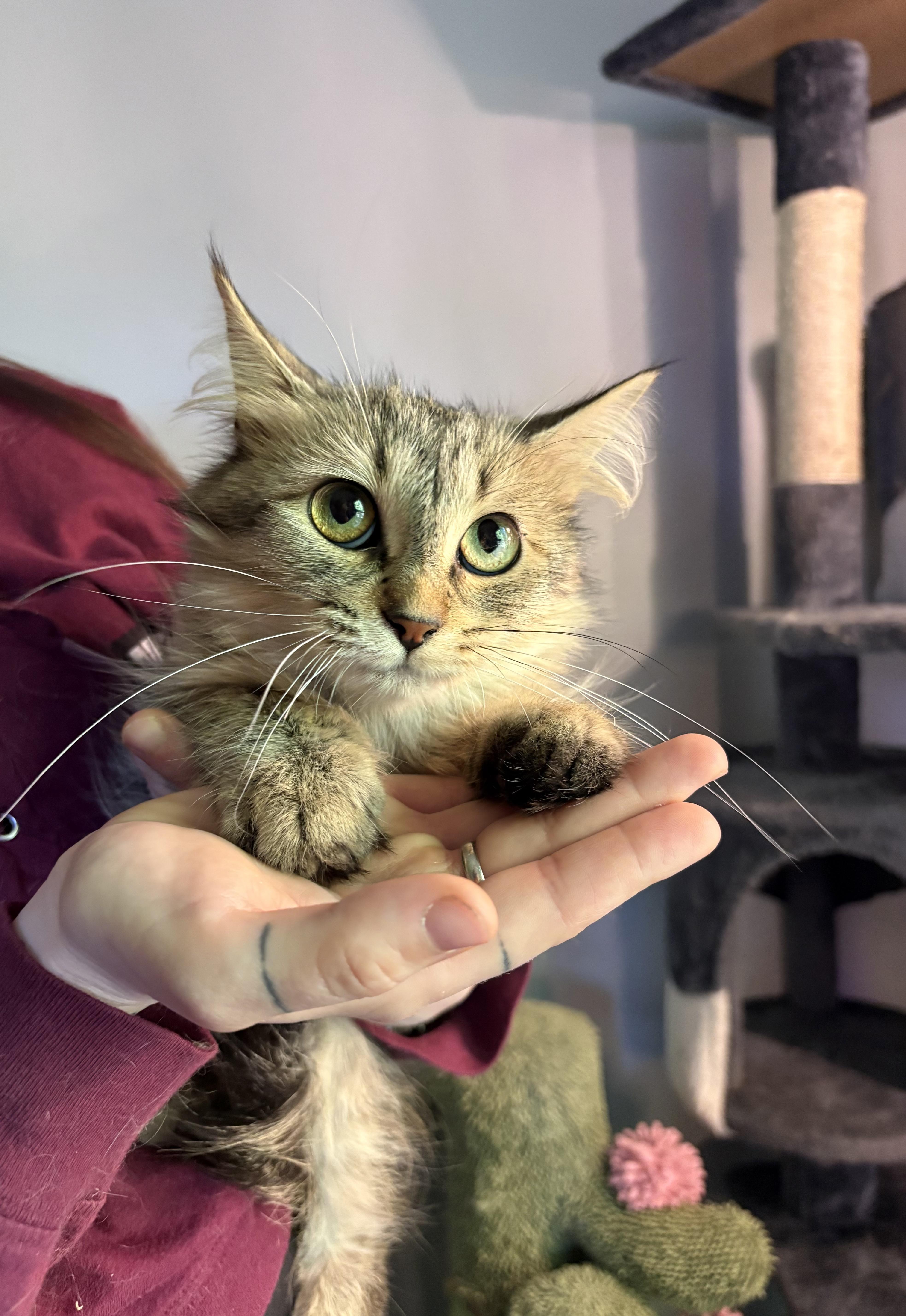 Posey, Adoptable, Young Female Domestic Long Hair.