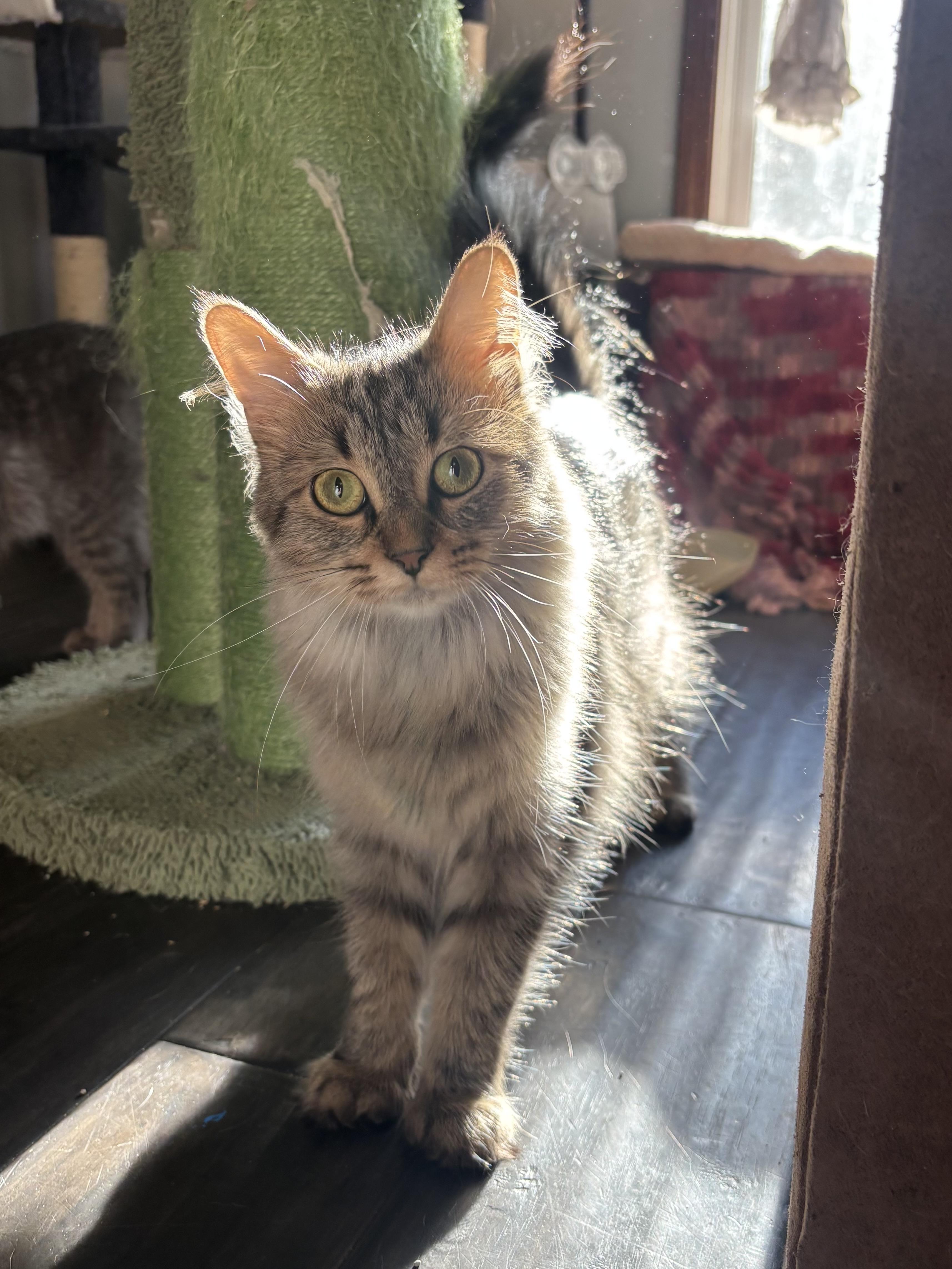 Posey, a Adoptable Domestic Long Hair image 1/5