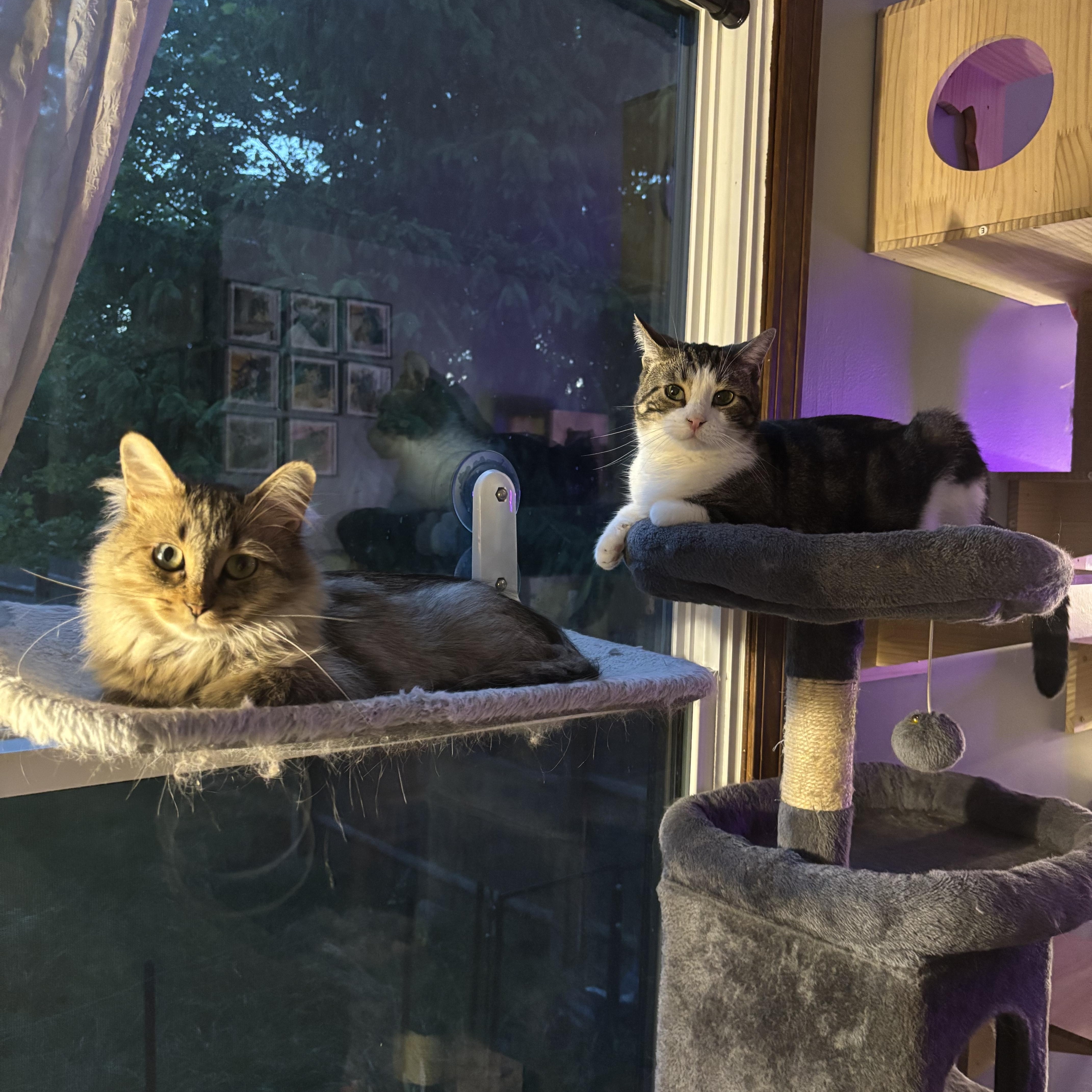 Posey, a Adoptable Domestic Long Hair image 5/5