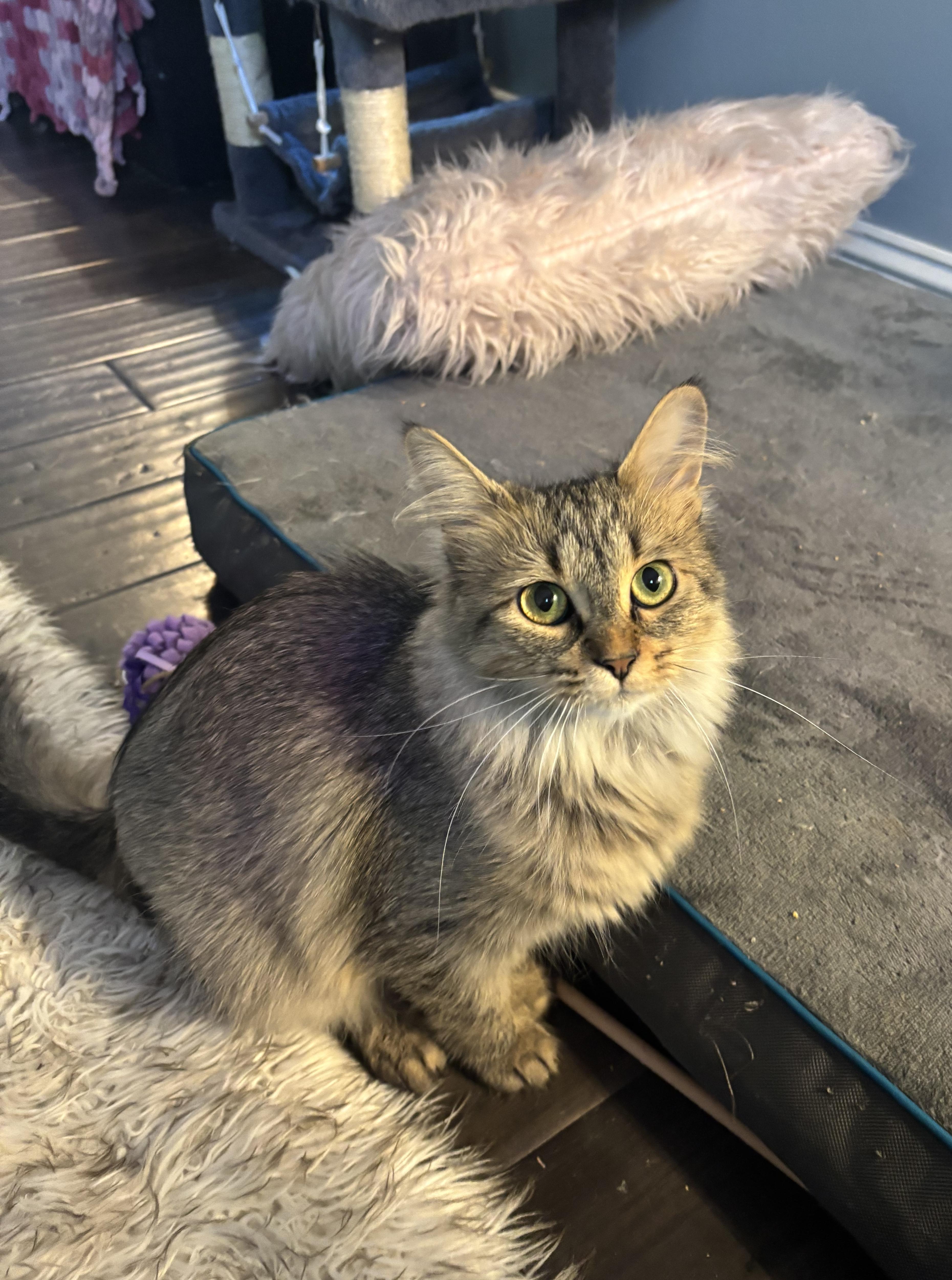 Posey, a Adoptable Domestic Long Hair image 4/5