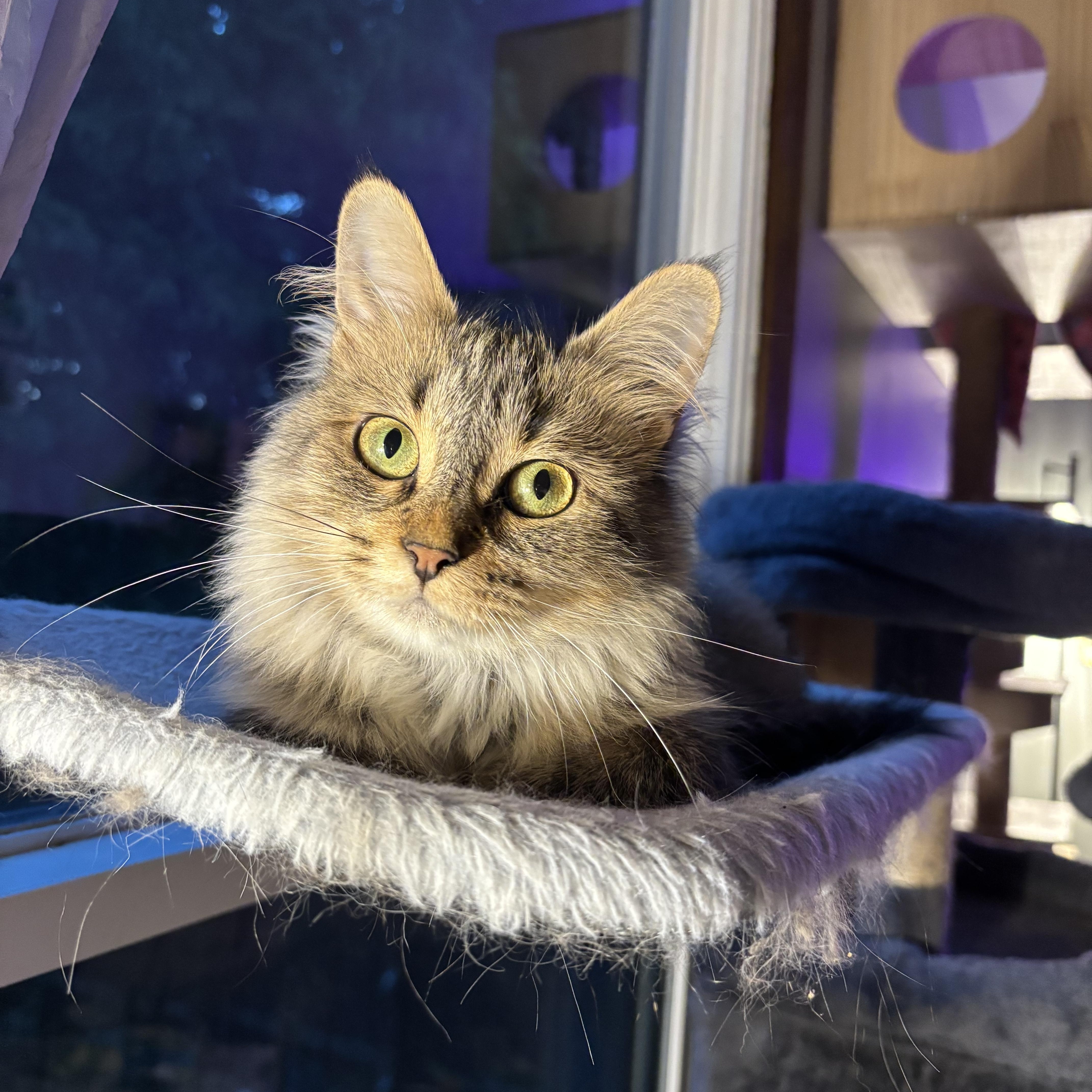 Posey, a Adoptable Domestic Long Hair image 3/5