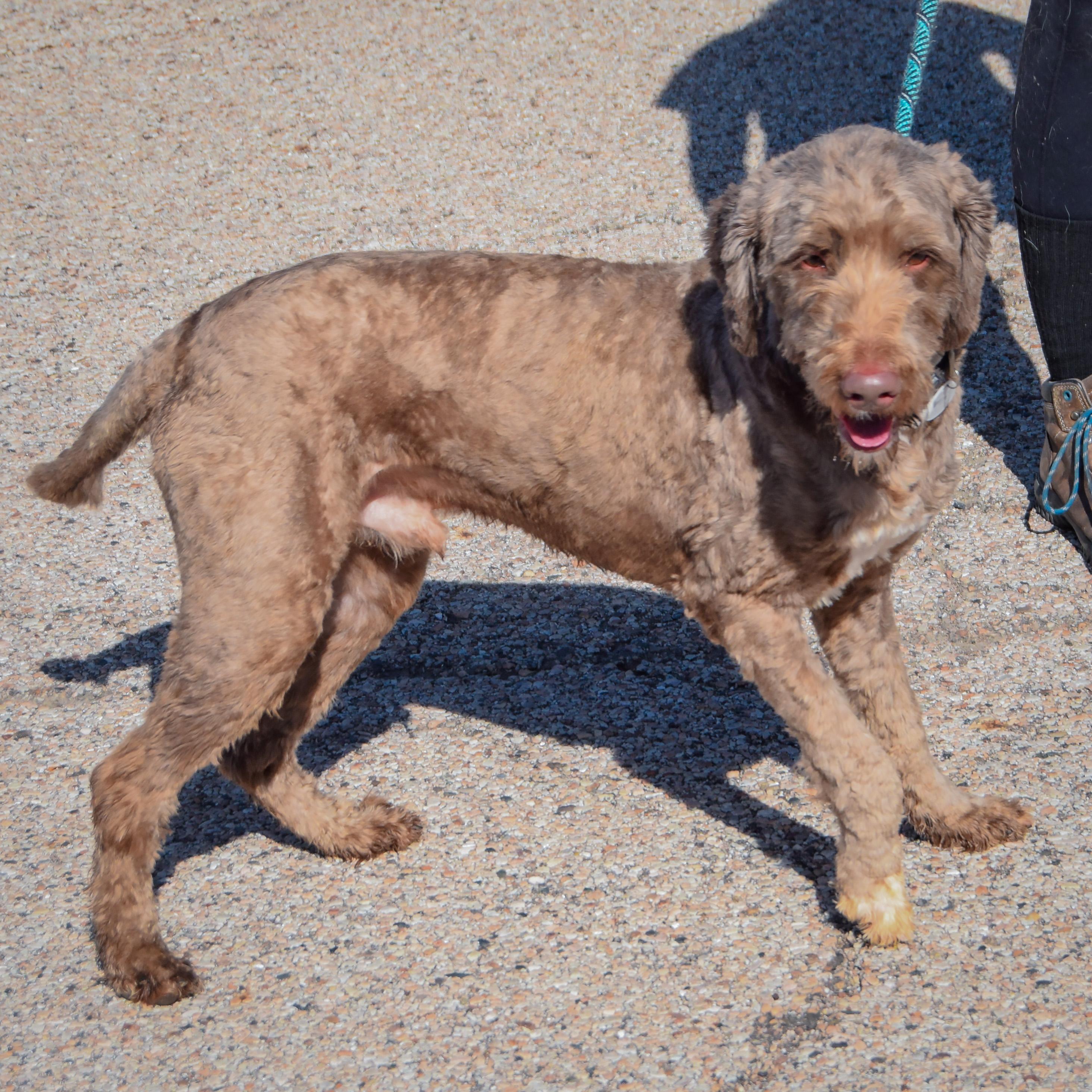 Enlarge Benjamin, a Adoptable mixed breed in Huntley, IL image 2/4