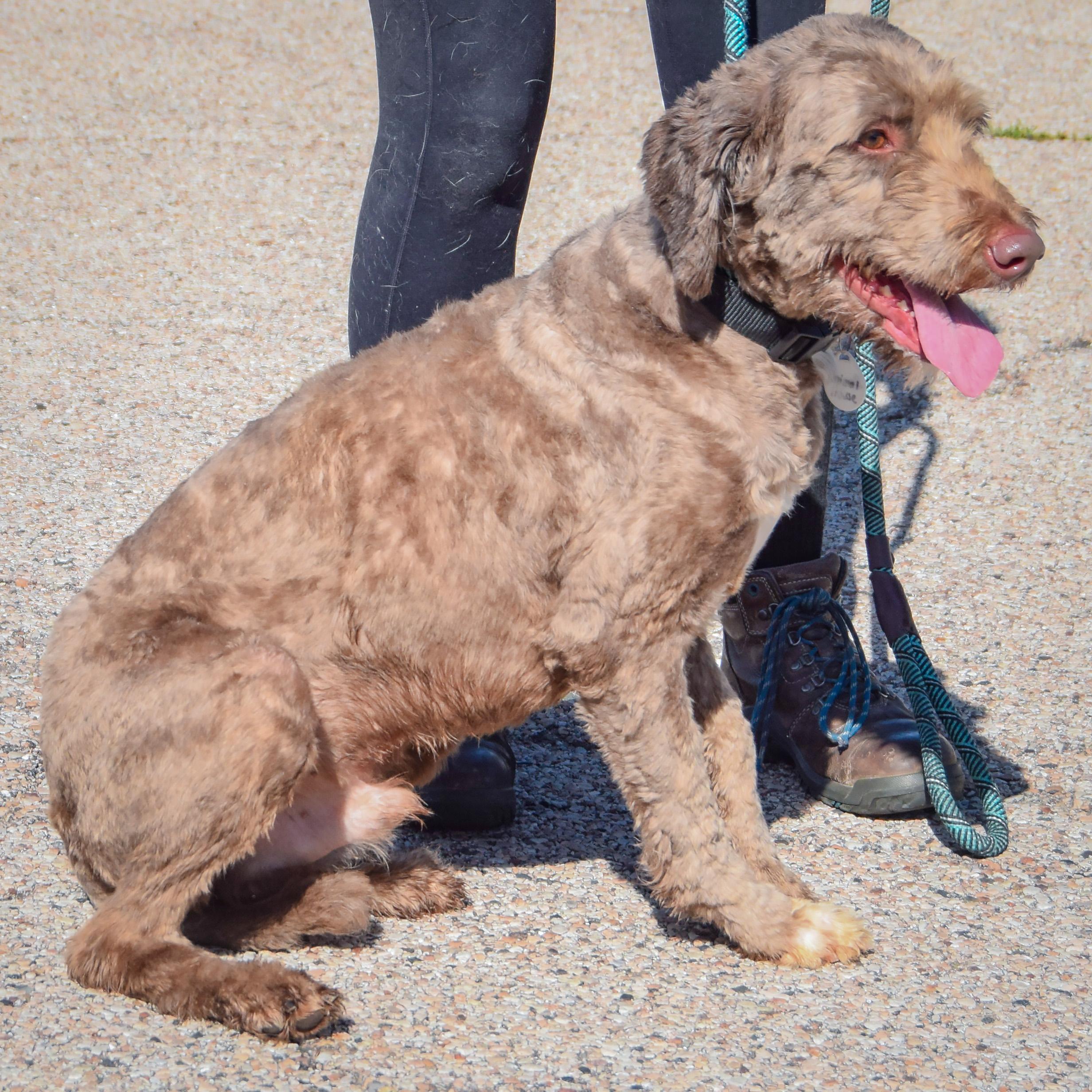 Enlarge Benjamin, a Adoptable mixed breed in Huntley, IL image 3/4