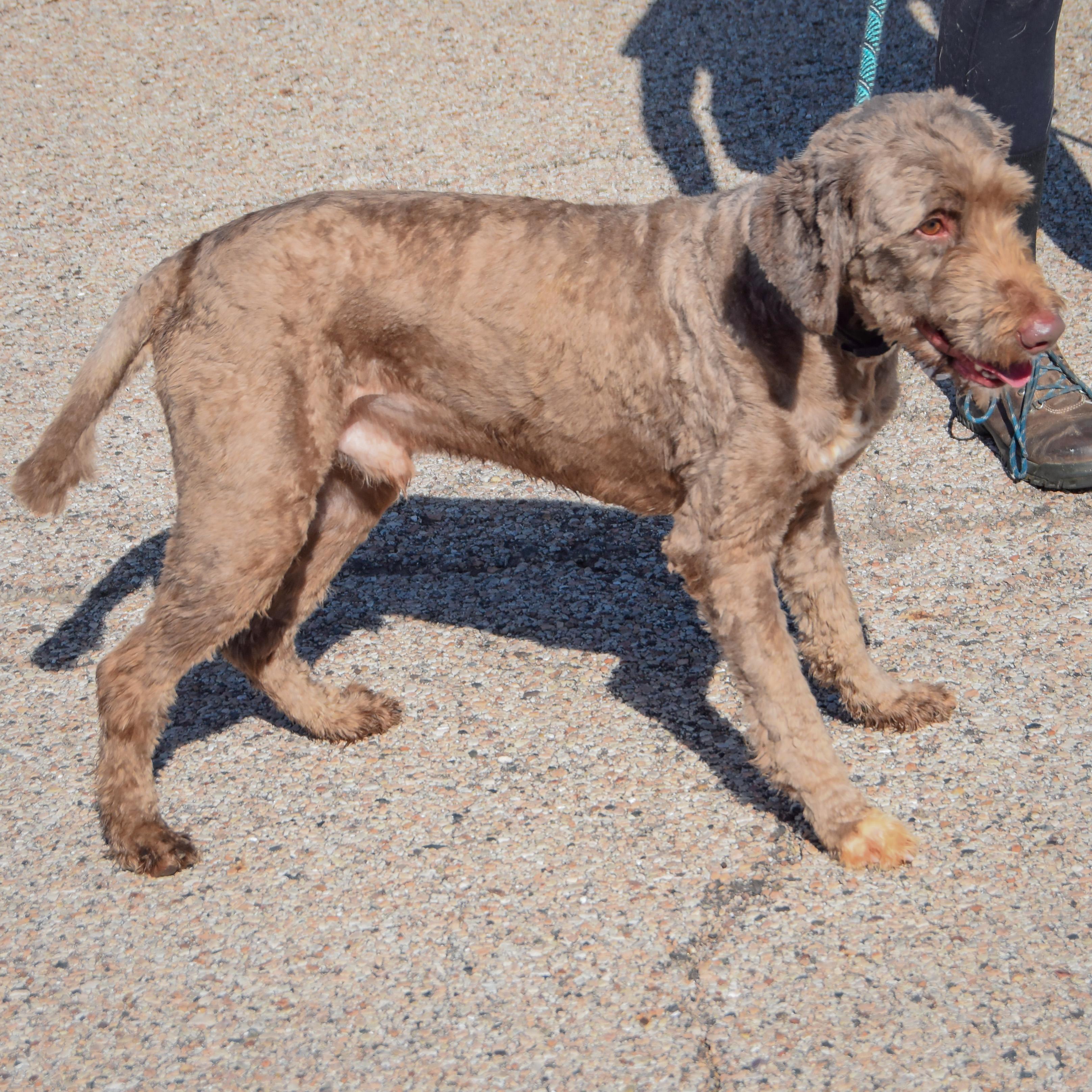 Enlarge Benjamin, a Adoptable mixed breed in Huntley, IL image 4/4