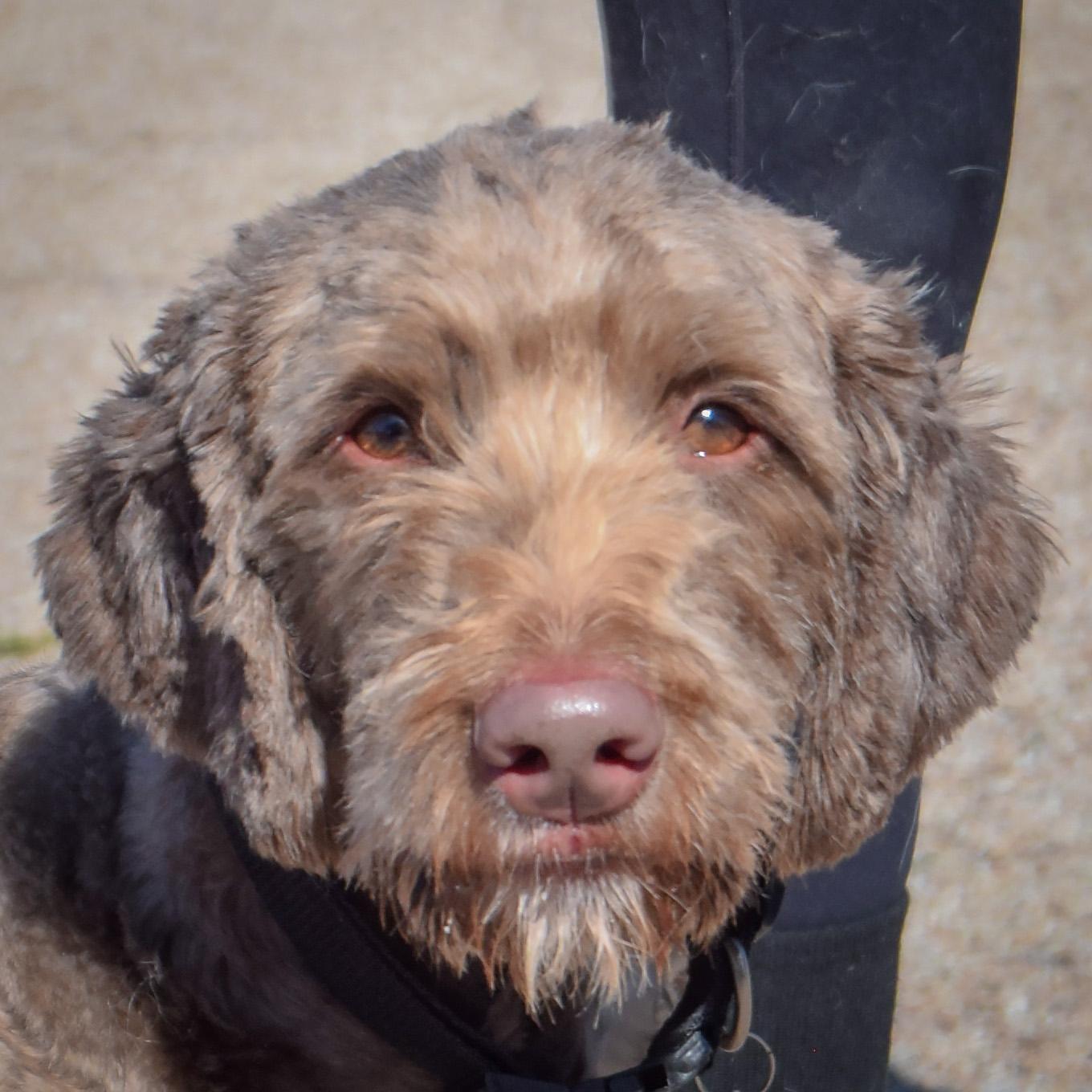 Benjamin, Adoptable, Young Male Chocolate Labrador Retriever & Poodle.