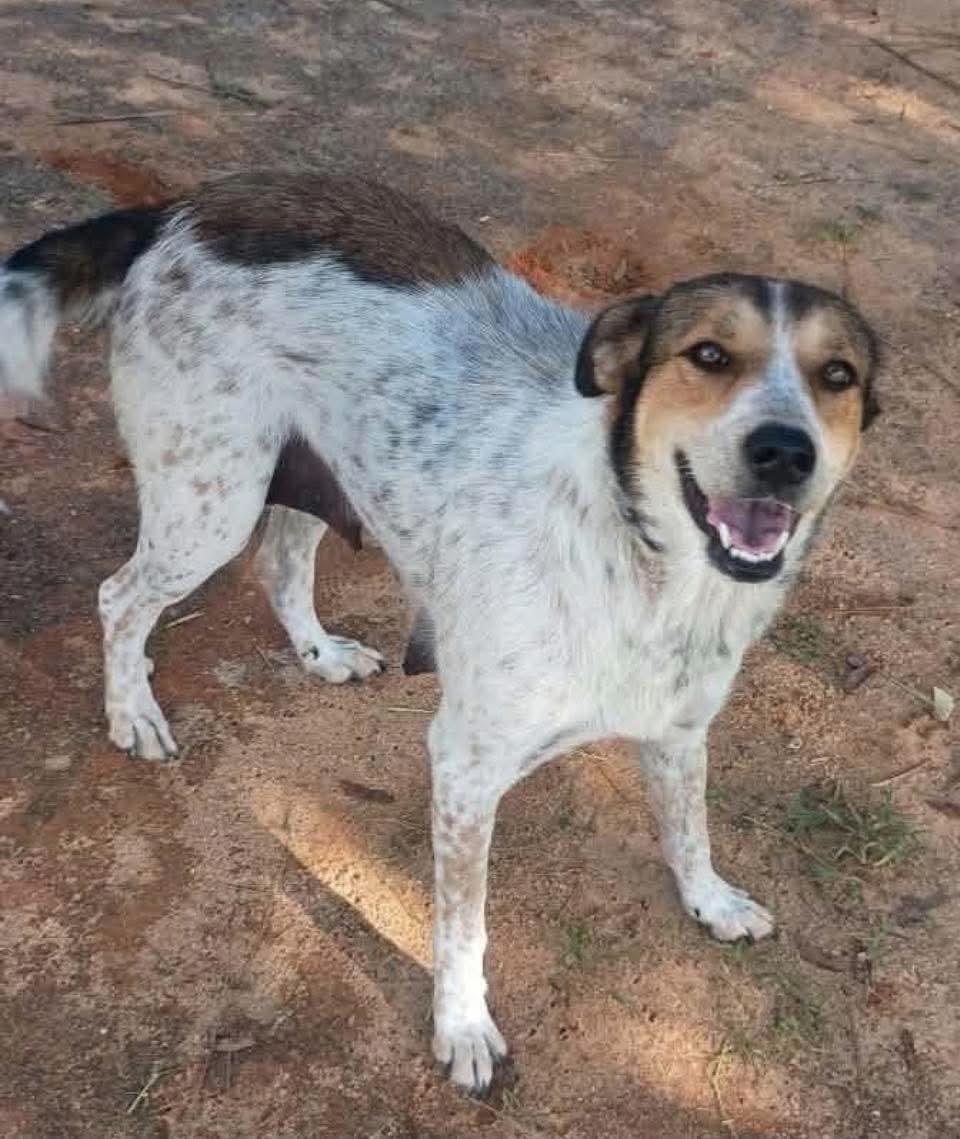 Dixie, Adoptable, Adult Female English Coonhound & Labrador Retriever.