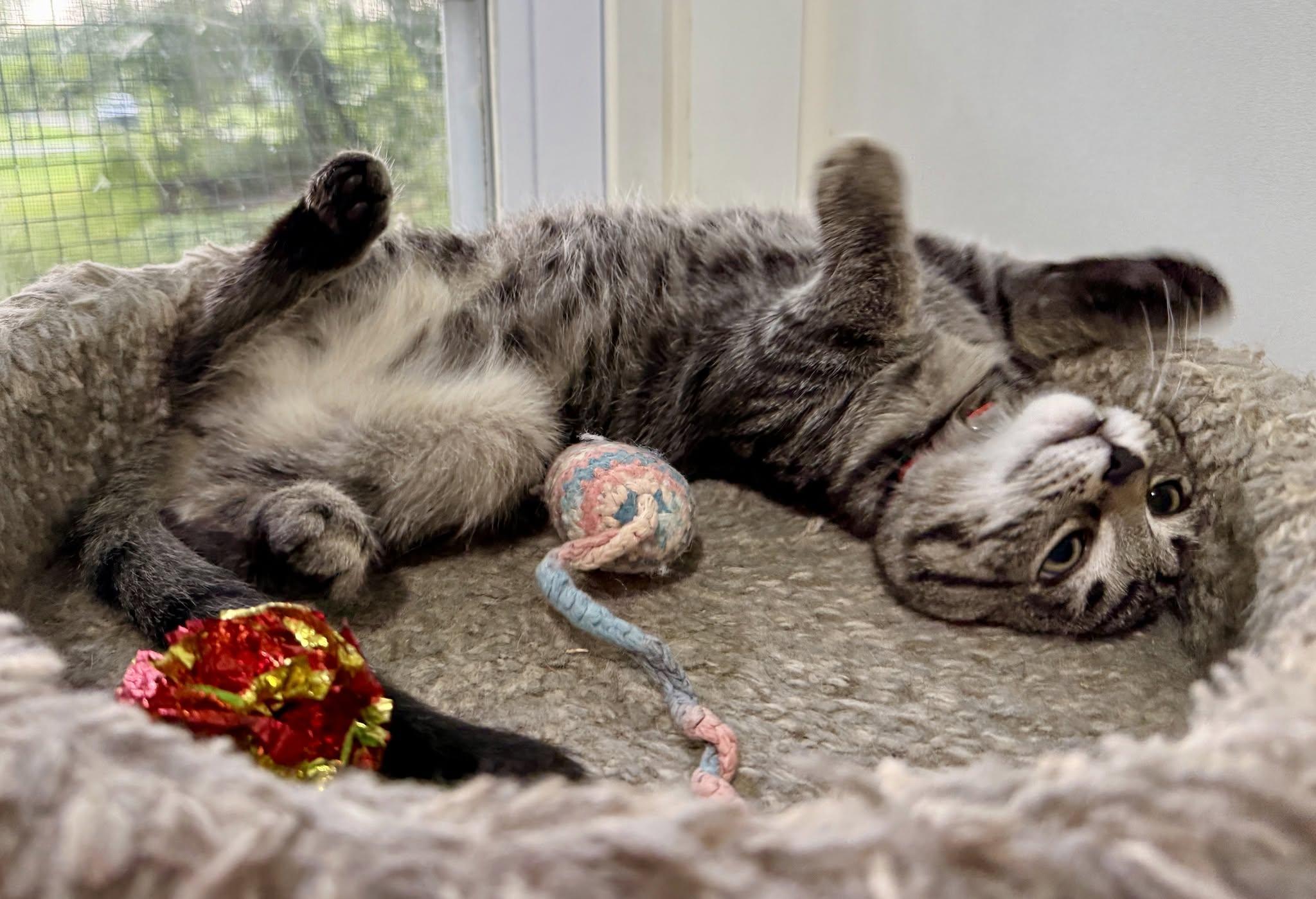 Cassie, ADOPTABLE, Kitten Female Domestic Short Hair.