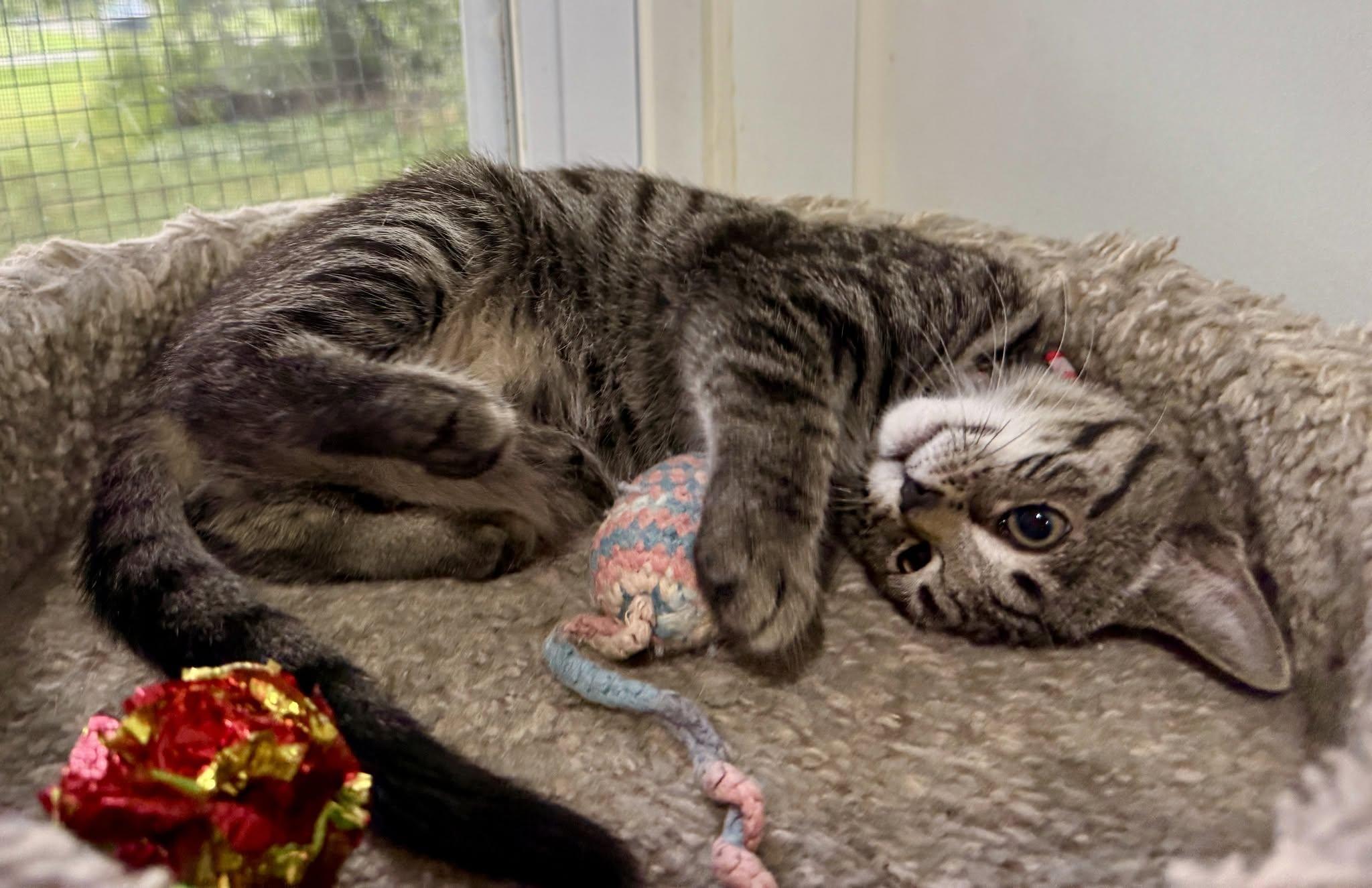 Cassie, a ADOPTABLE Domestic Short Hair in Ashland, OH image 4/4