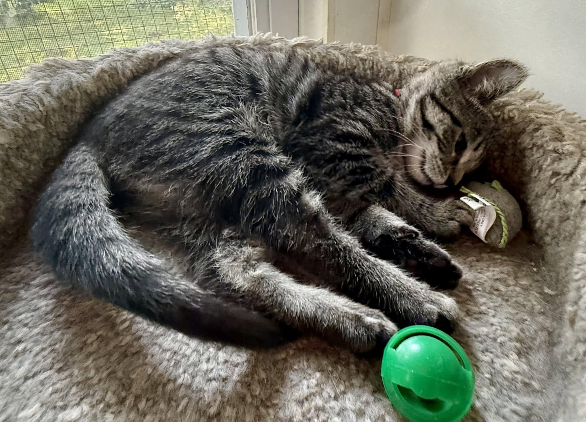 Cassie, a ADOPTABLE Domestic Short Hair in Ashland, OH image 2/4