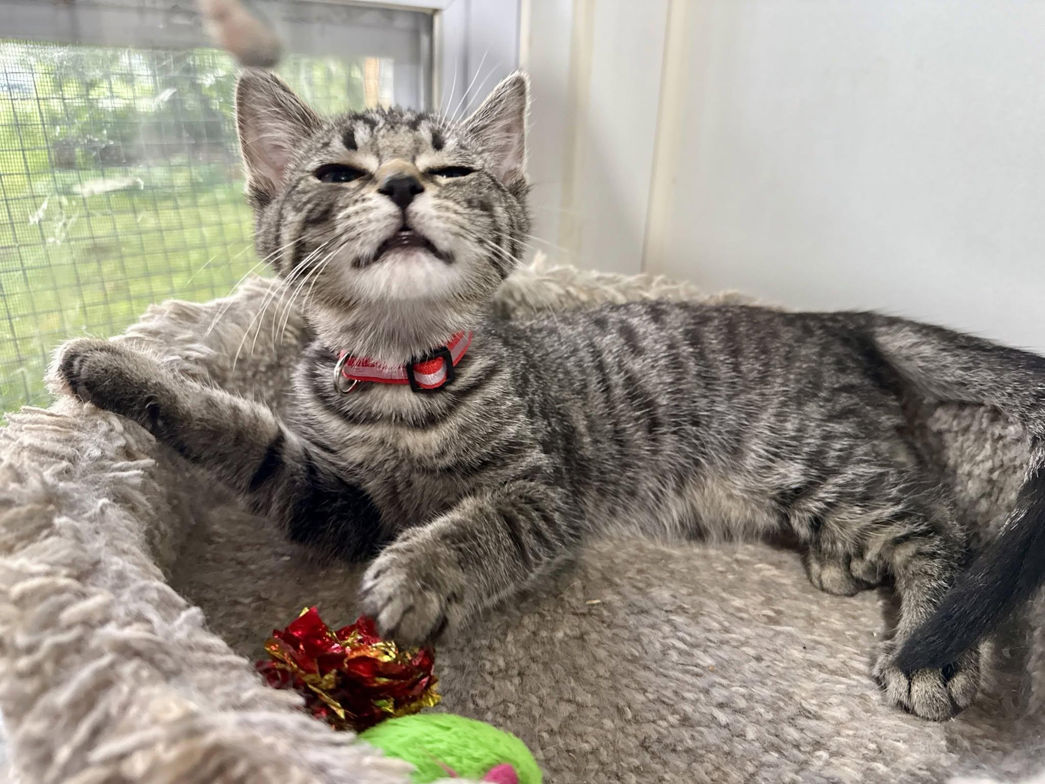 Cassie, a ADOPTABLE Domestic Short Hair in Ashland, OH image 3/4