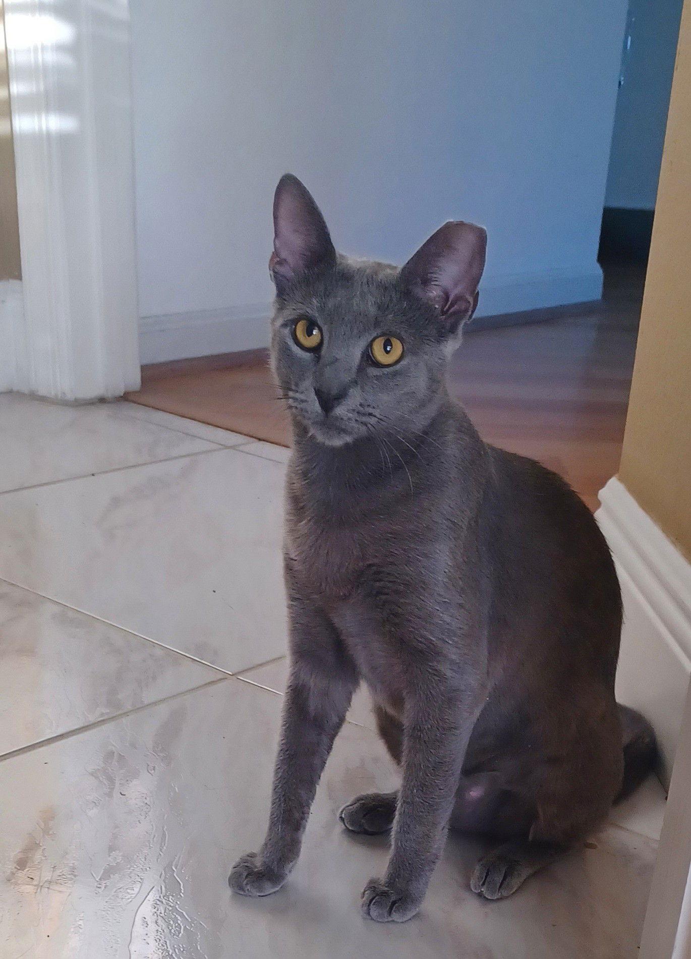 PRINCESS AURORA, Adopted, Young Female Russian Blue & American Shorthair.