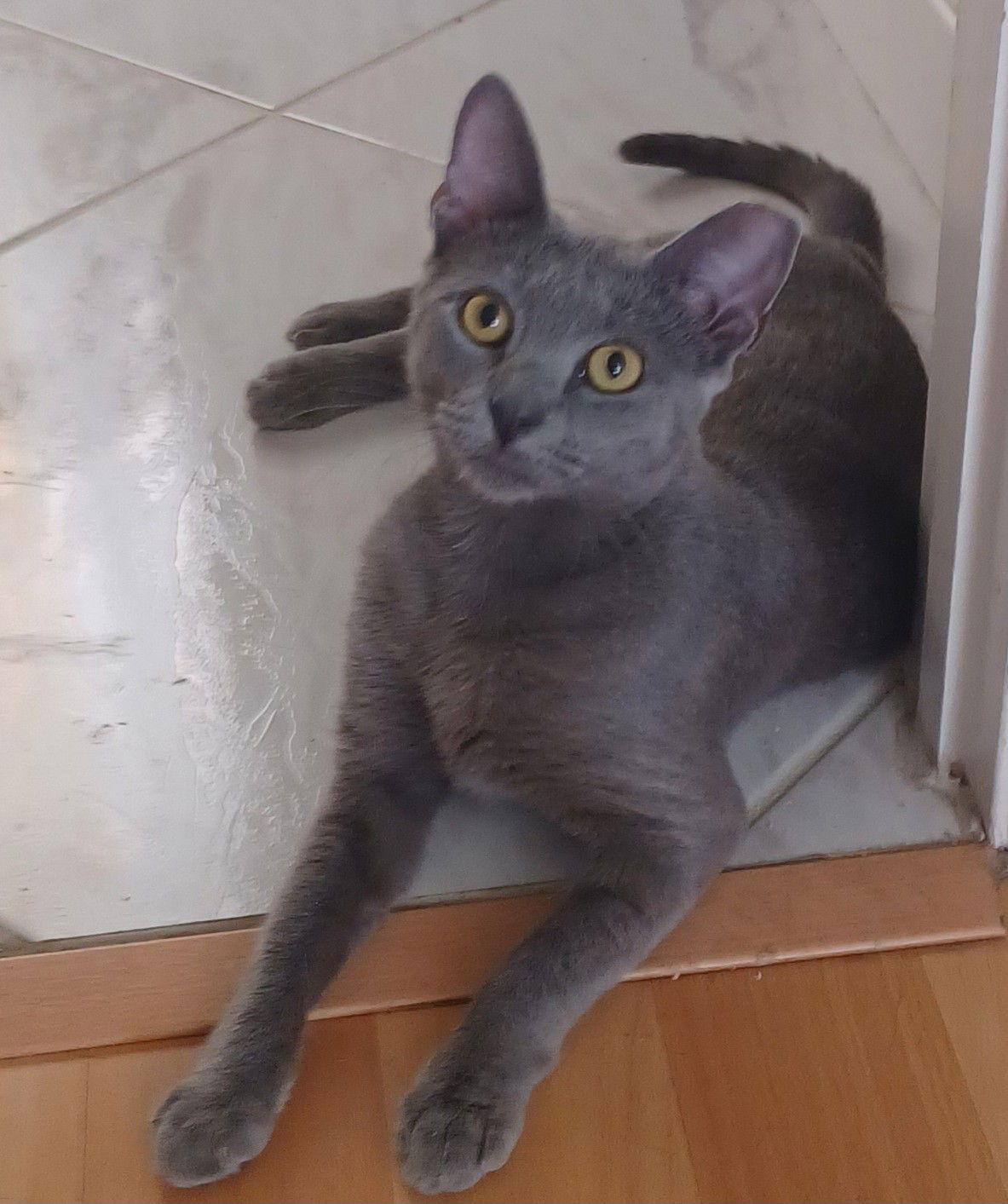 Enlarge PRINCESS AURORA, a Adopted mixed breed in Oakland Park, FL image 3/3