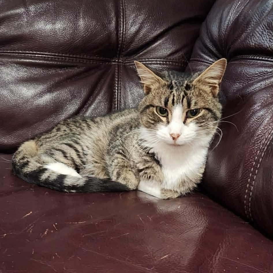 Enlarge Captain Hook, a ADOPTABLE Domestic Short Hair in Bellmawr, NJ image 5/5