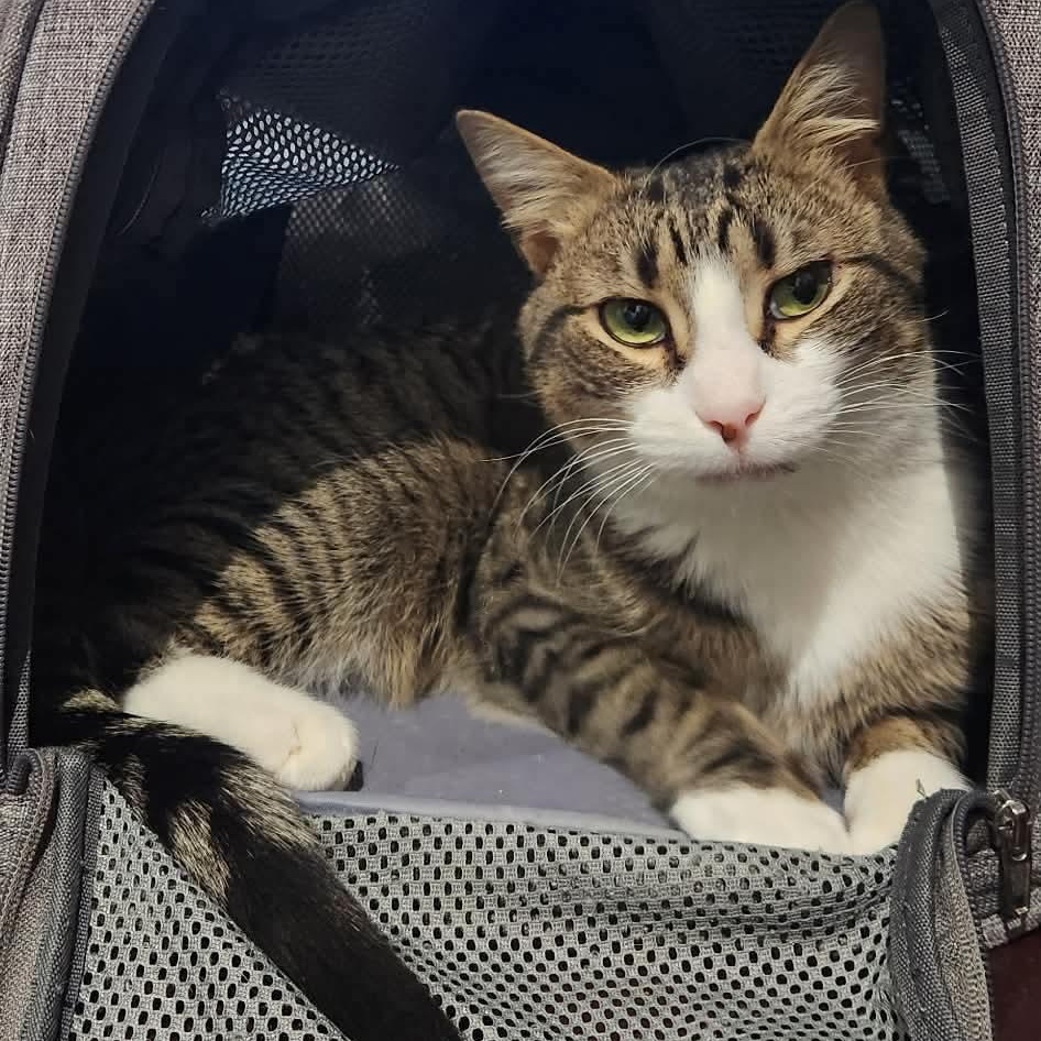 Enlarge Captain Hook, a ADOPTABLE Domestic Short Hair in Bellmawr, NJ image 1/5