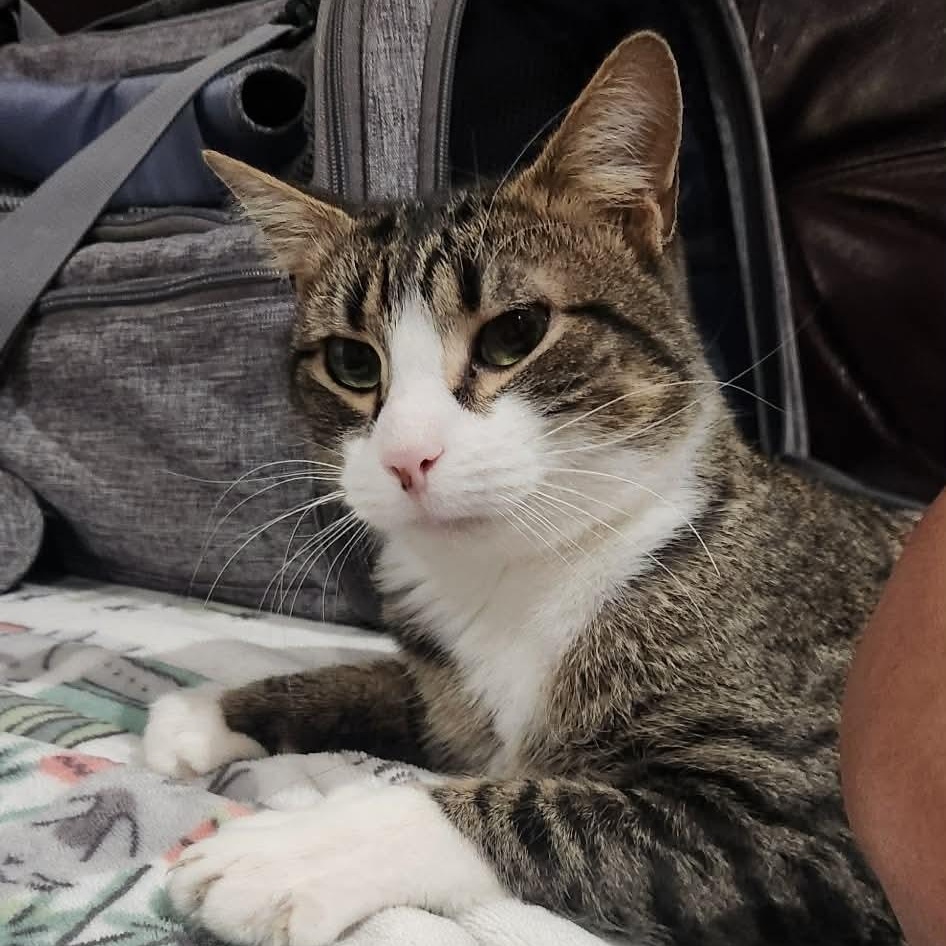 Enlarge Captain Hook, a ADOPTABLE Domestic Short Hair in Bellmawr, NJ image 3/5