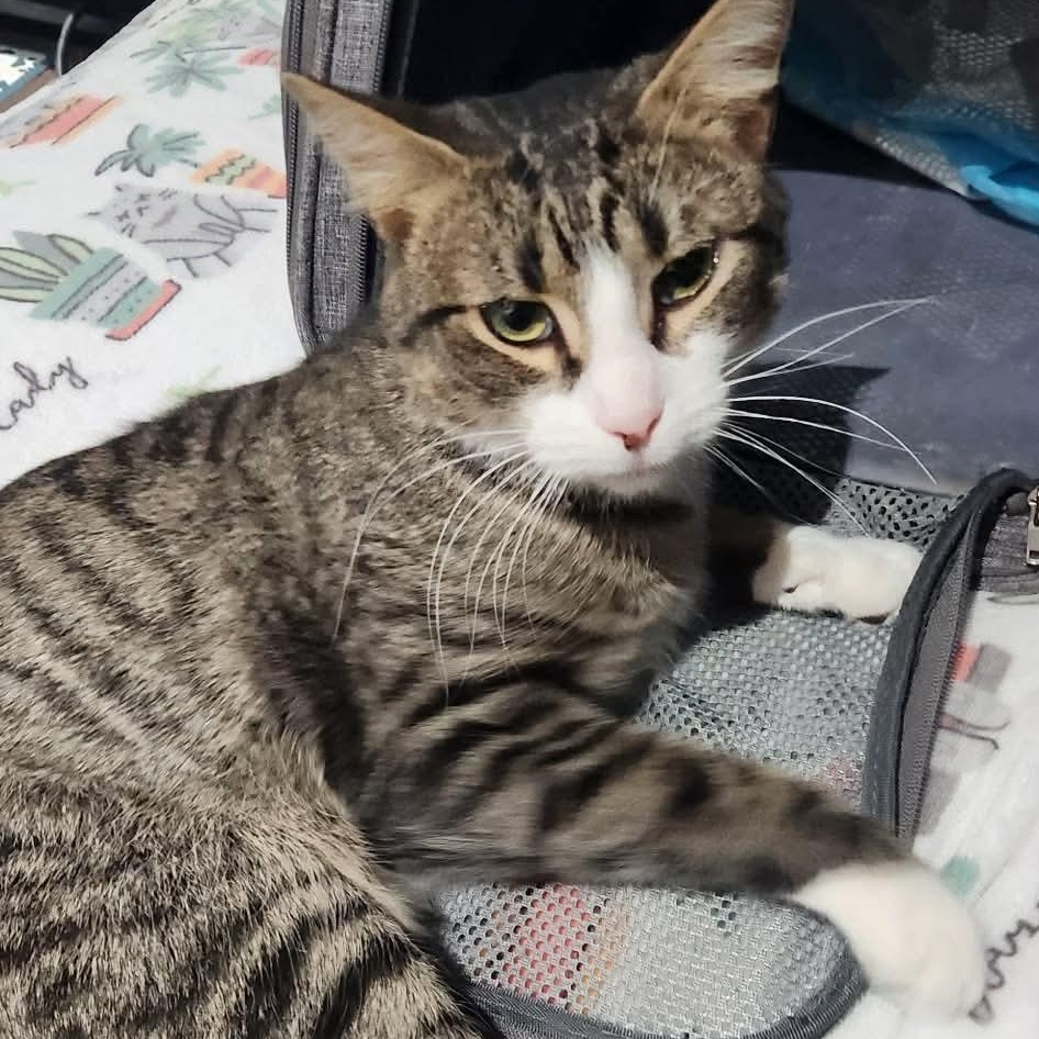 Enlarge Captain Hook, a ADOPTABLE Domestic Short Hair in Bellmawr, NJ image 2/5