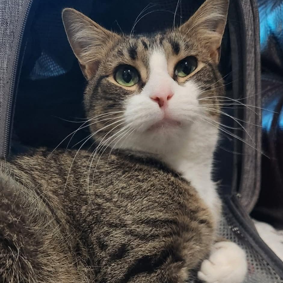 Enlarge Captain Hook, a ADOPTABLE Domestic Short Hair in Bellmawr, NJ image 4/5