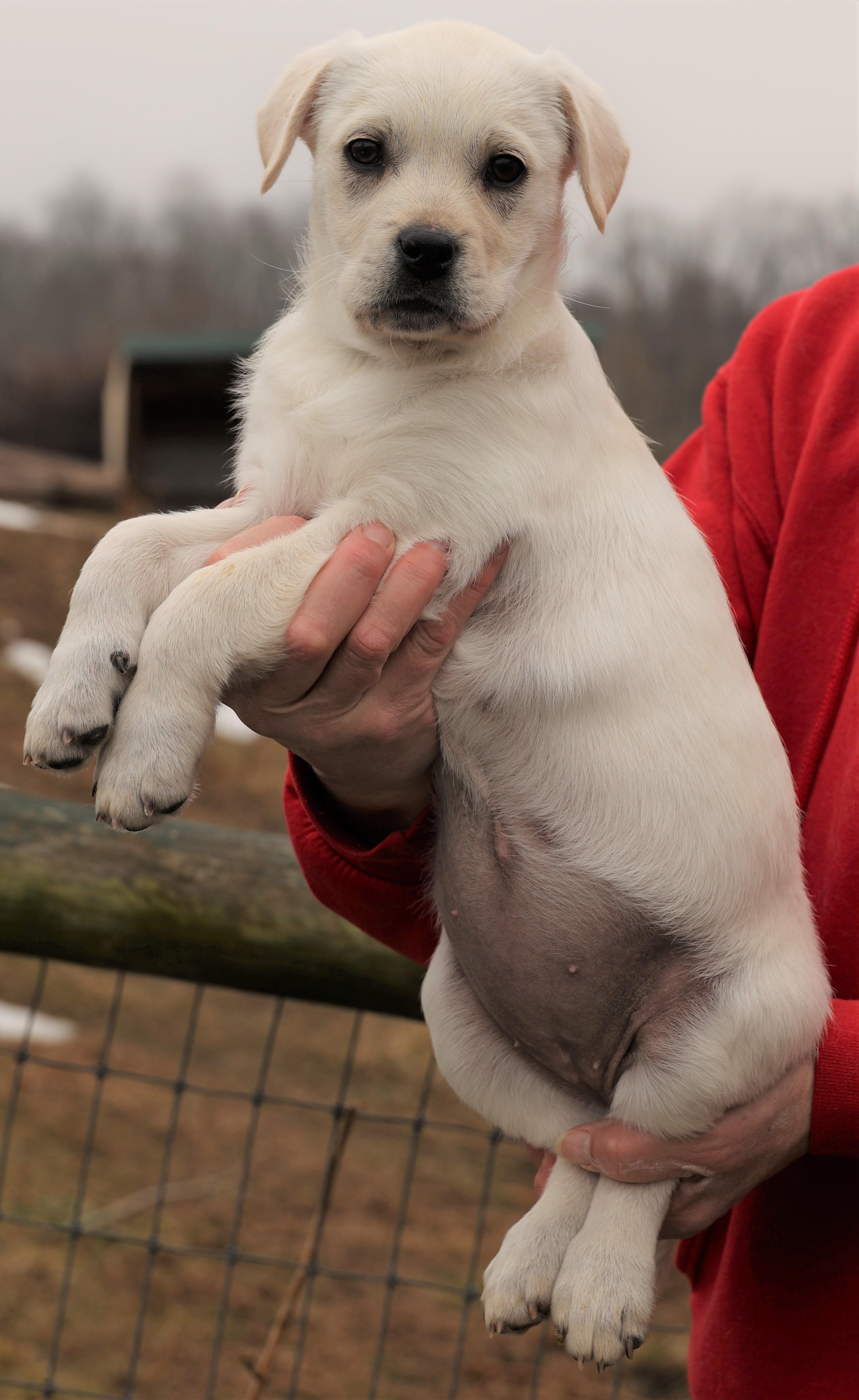 Kleo-Available! www.lhar.dog to apply! , an adoptable mixed breed in Frederick, MD image 4/5