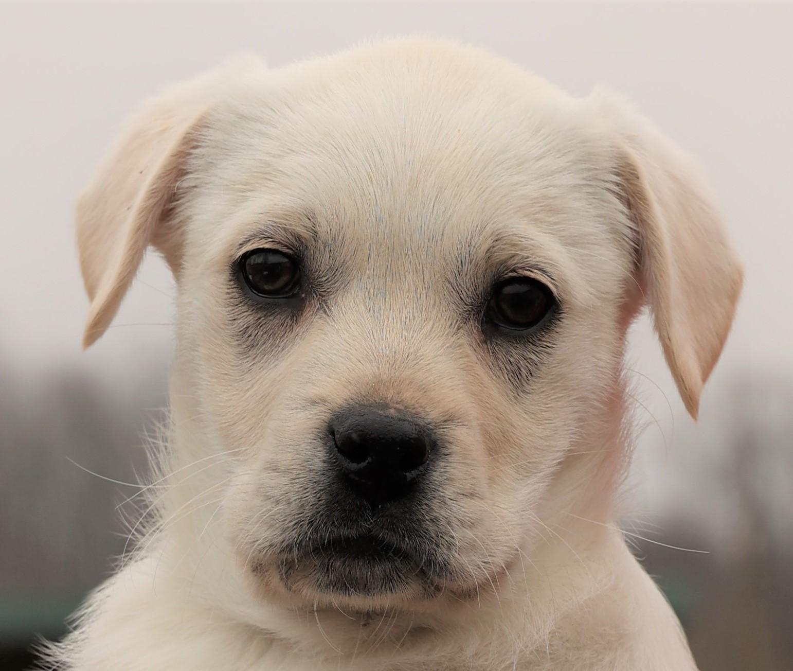 Kleo-Available! www.lhar.dog to apply! , adoptable, Puppy Female Labrador Retriever & Hound.