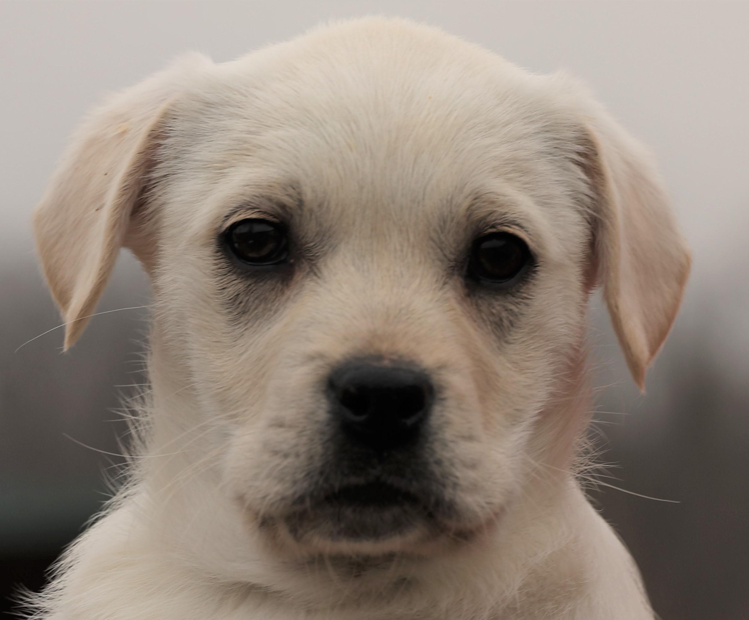 Kleo-Available! www.lhar.dog to apply! , an adoptable mixed breed in Frederick, MD image 2/5