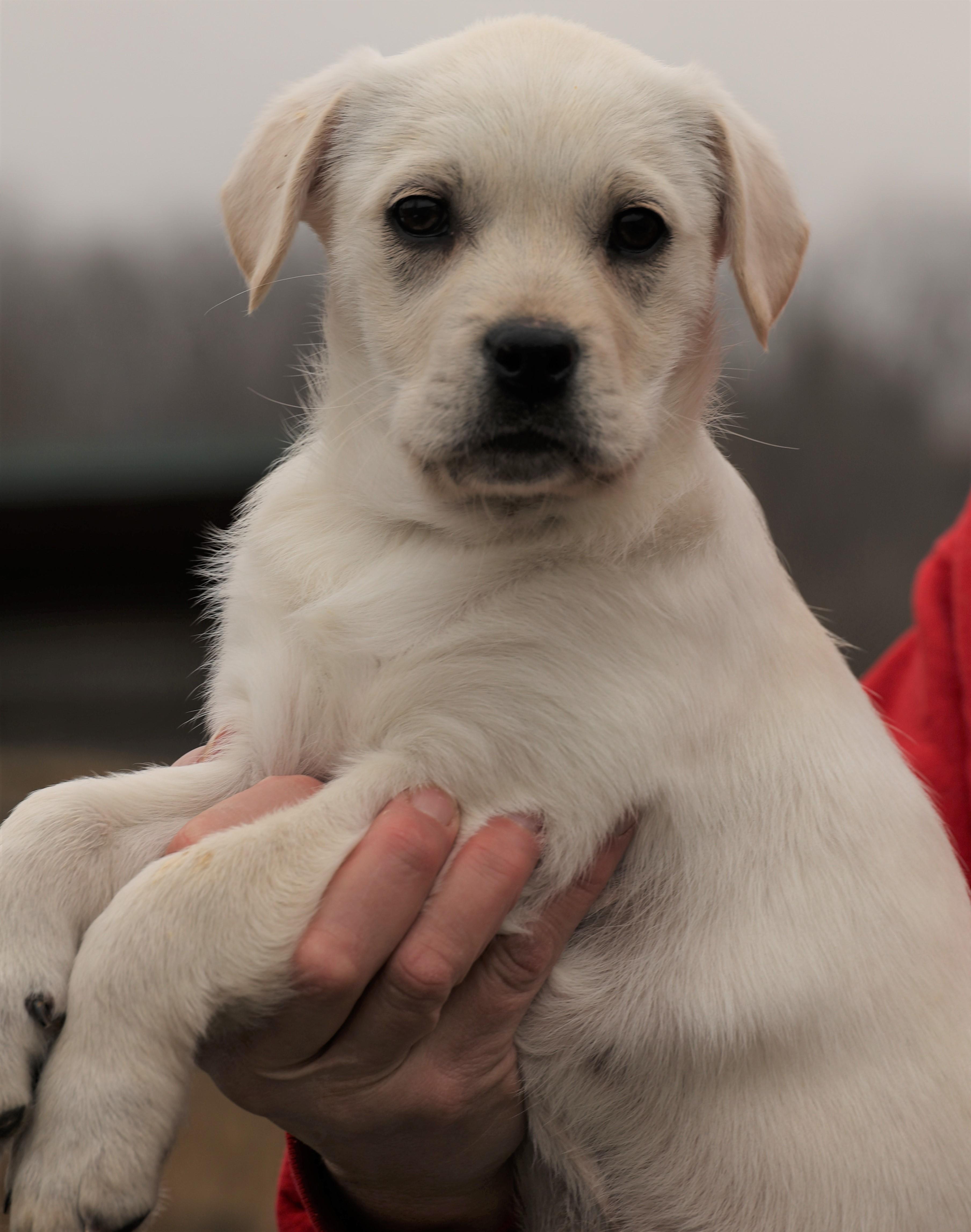 Kleo-Available! www.lhar.dog to apply! , an adoptable mixed breed in Frederick, MD image 3/5