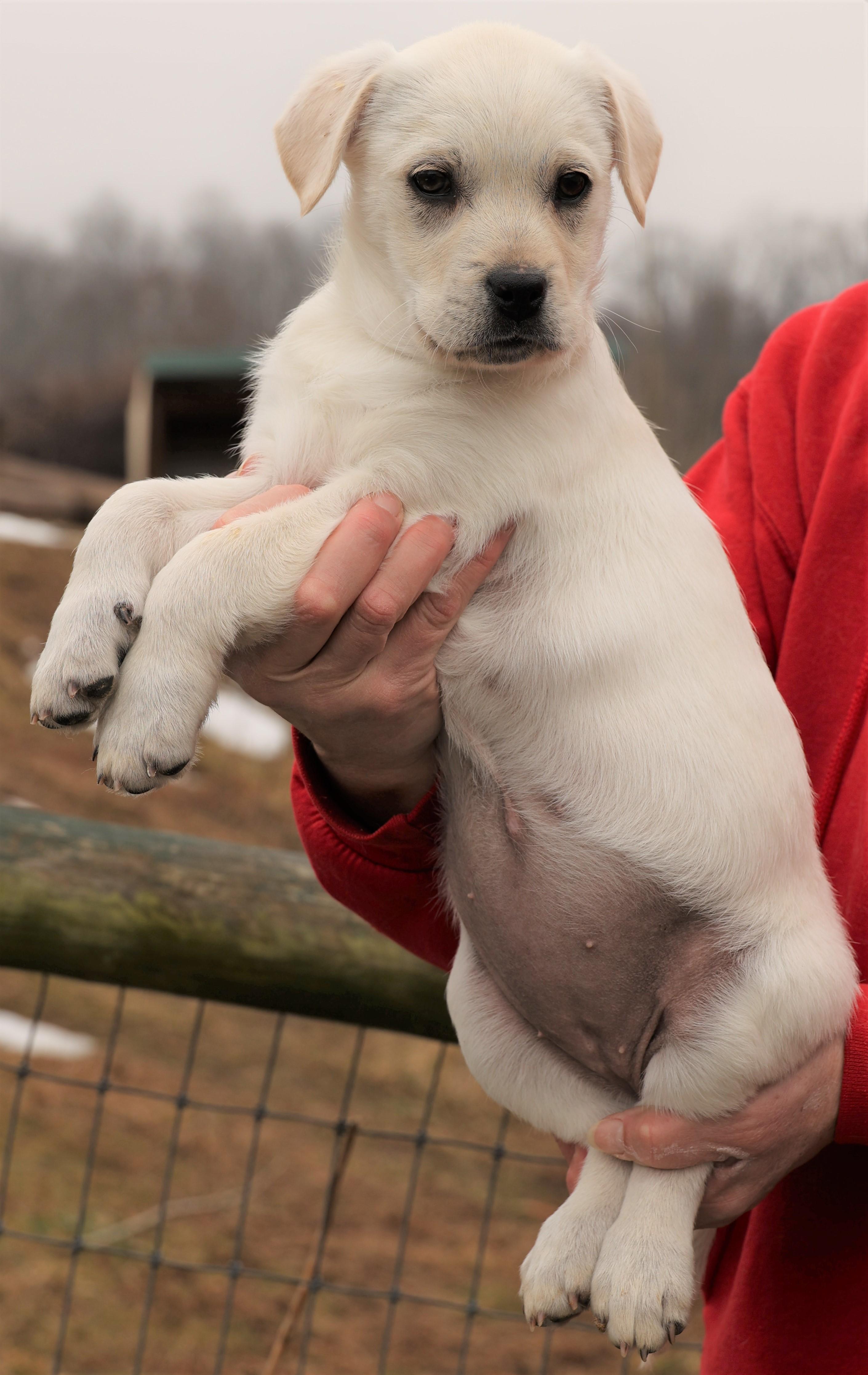 Kleo-Available! www.lhar.dog to apply! , an adoptable mixed breed in Frederick, MD image 5/5