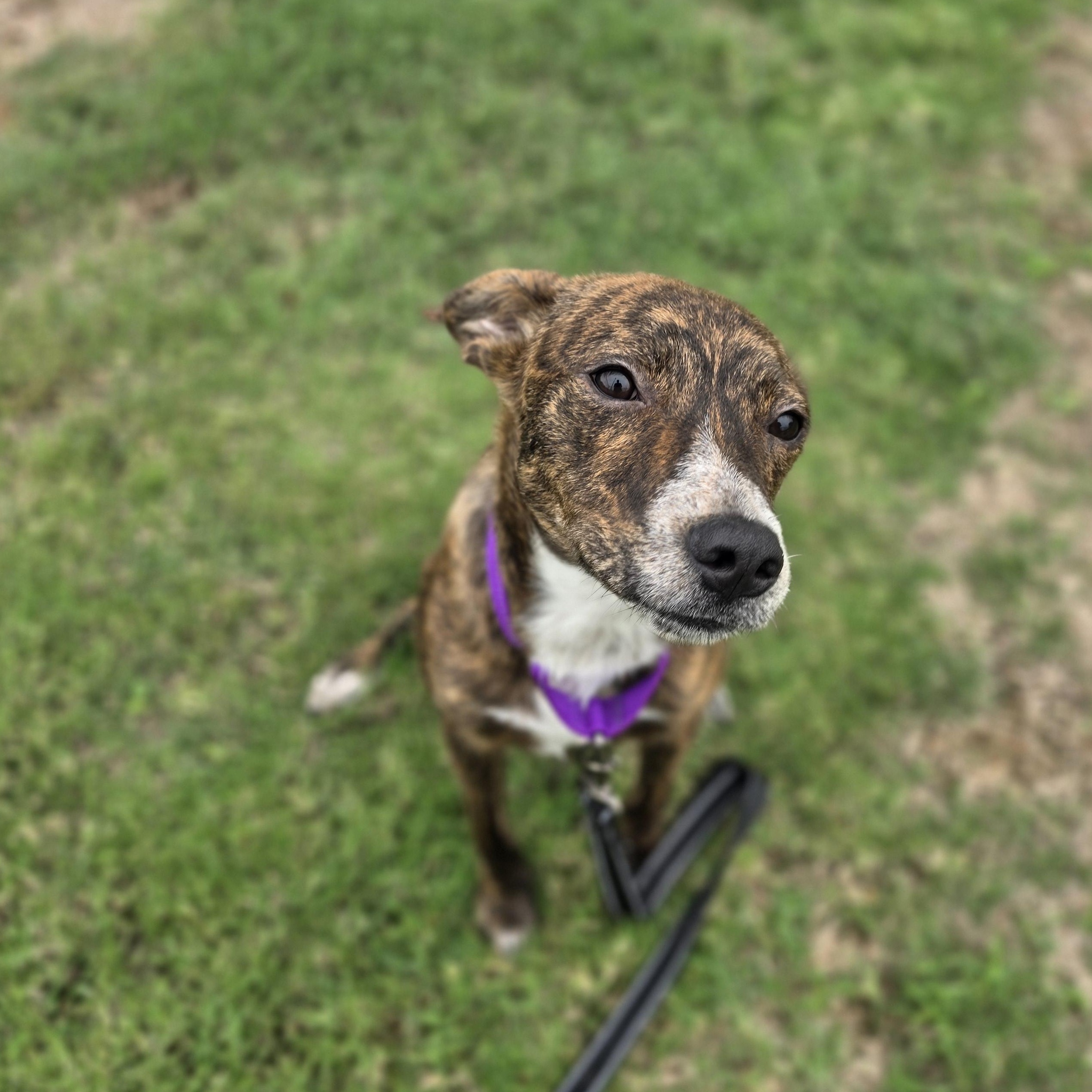 Enlarge Bayou, a Adopted mixed breed in Lowell, AR image 3/6