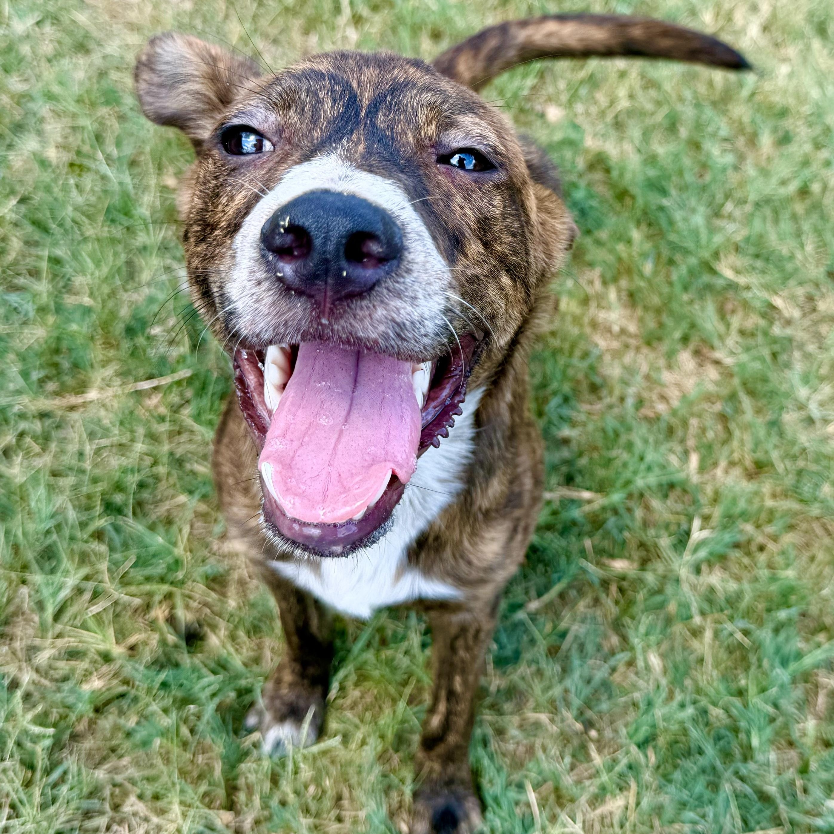Enlarge Bayou, a Adopted mixed breed in Lowell, AR image 2/6
