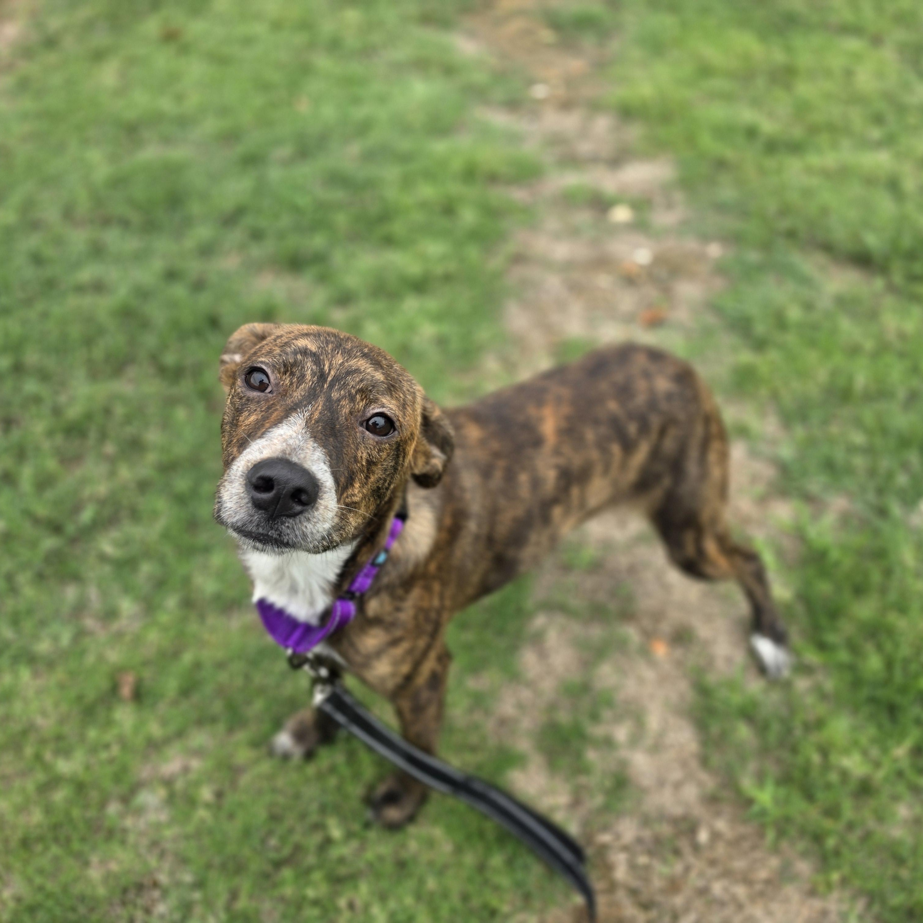 Enlarge Bayou, a Adopted mixed breed in Lowell, AR image 5/6