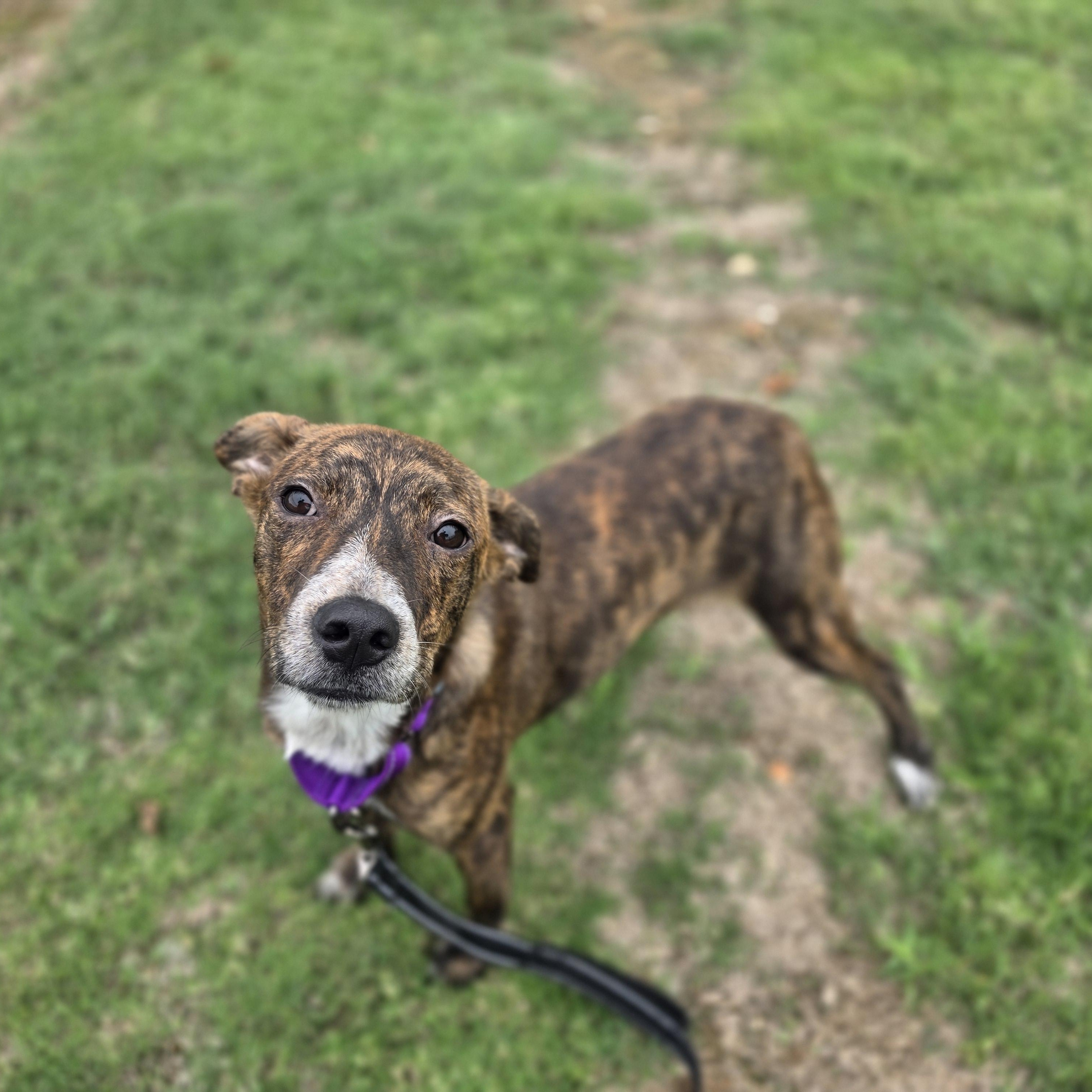 Enlarge Bayou, a Adopted mixed breed in Lowell, AR image 6/6