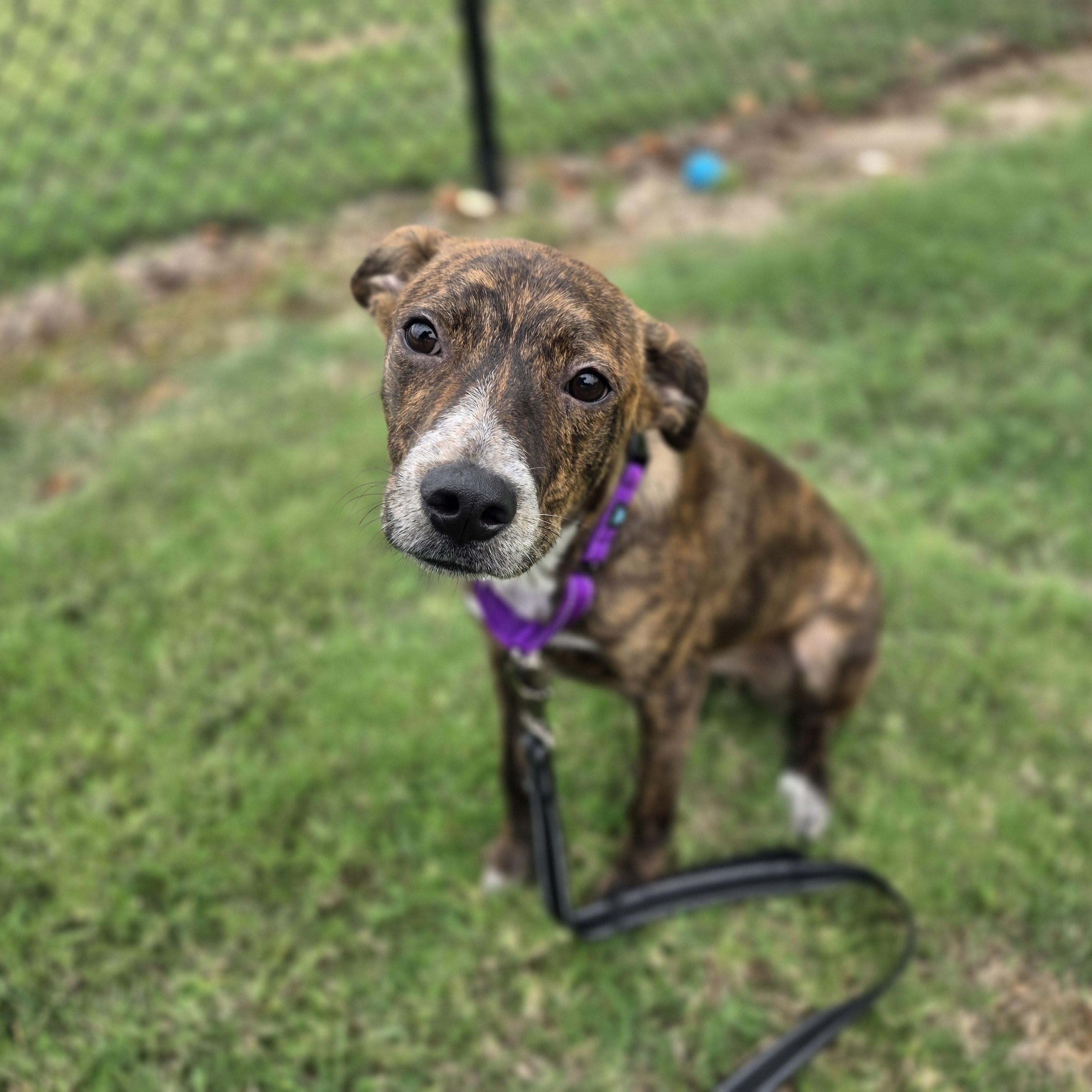 Enlarge Bayou, a Adopted mixed breed in Lowell, AR image 1/6