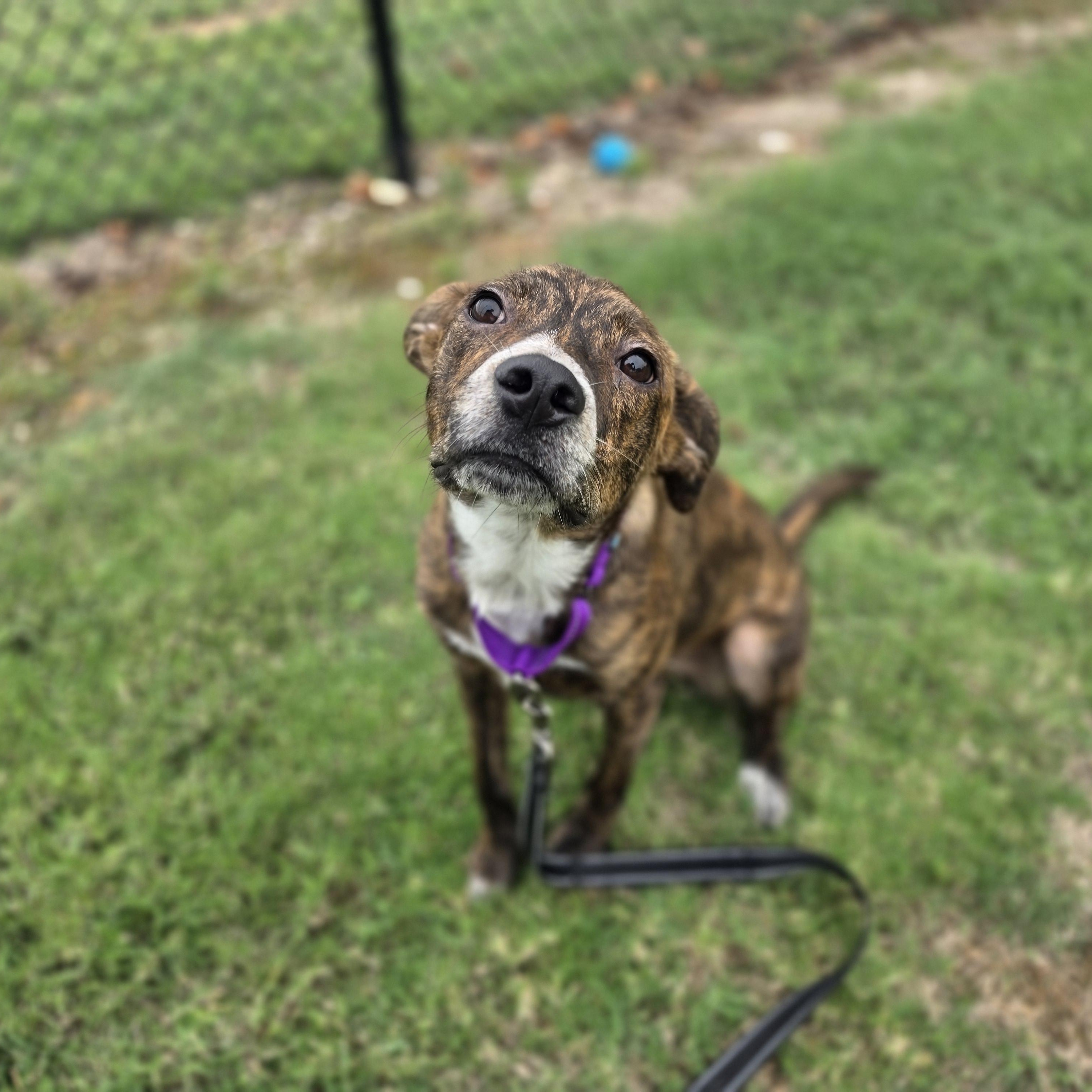 Enlarge Bayou, a Adopted mixed breed in Lowell, AR image 4/6