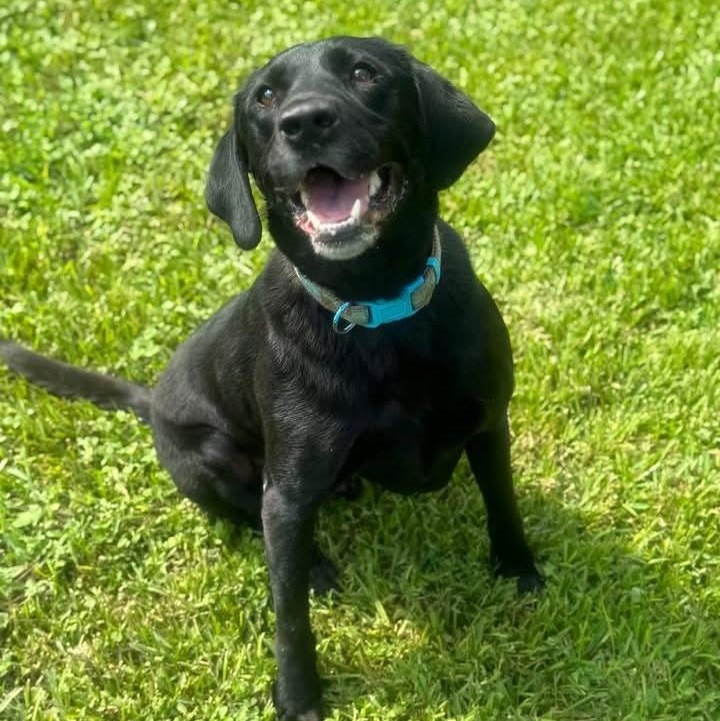 Enlarge Joey, a Adoptable Labrador Retriever in Magnolia Springs, AL image 3/6