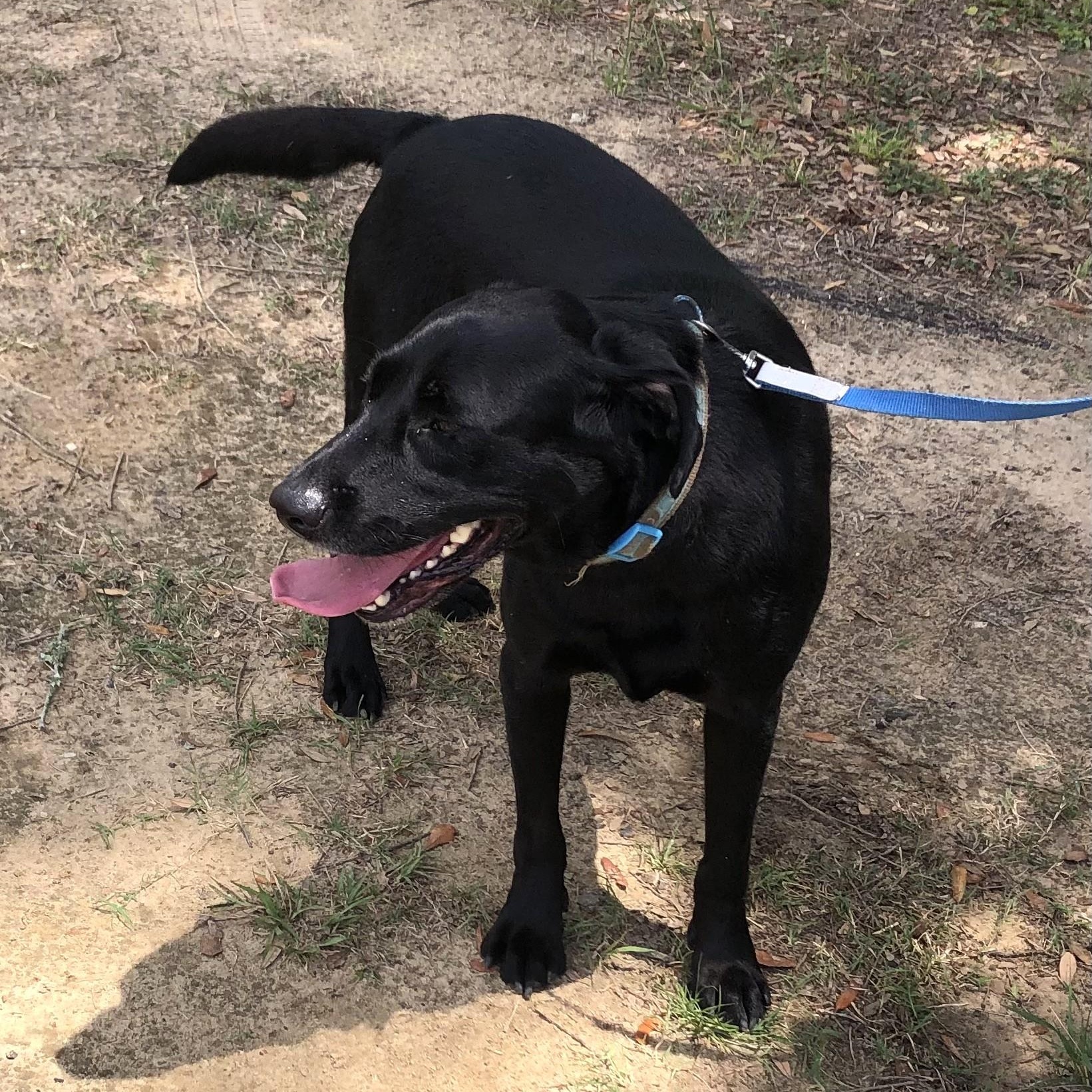 Enlarge Joey, a Adoptable Labrador Retriever in Magnolia Springs, AL image 6/6