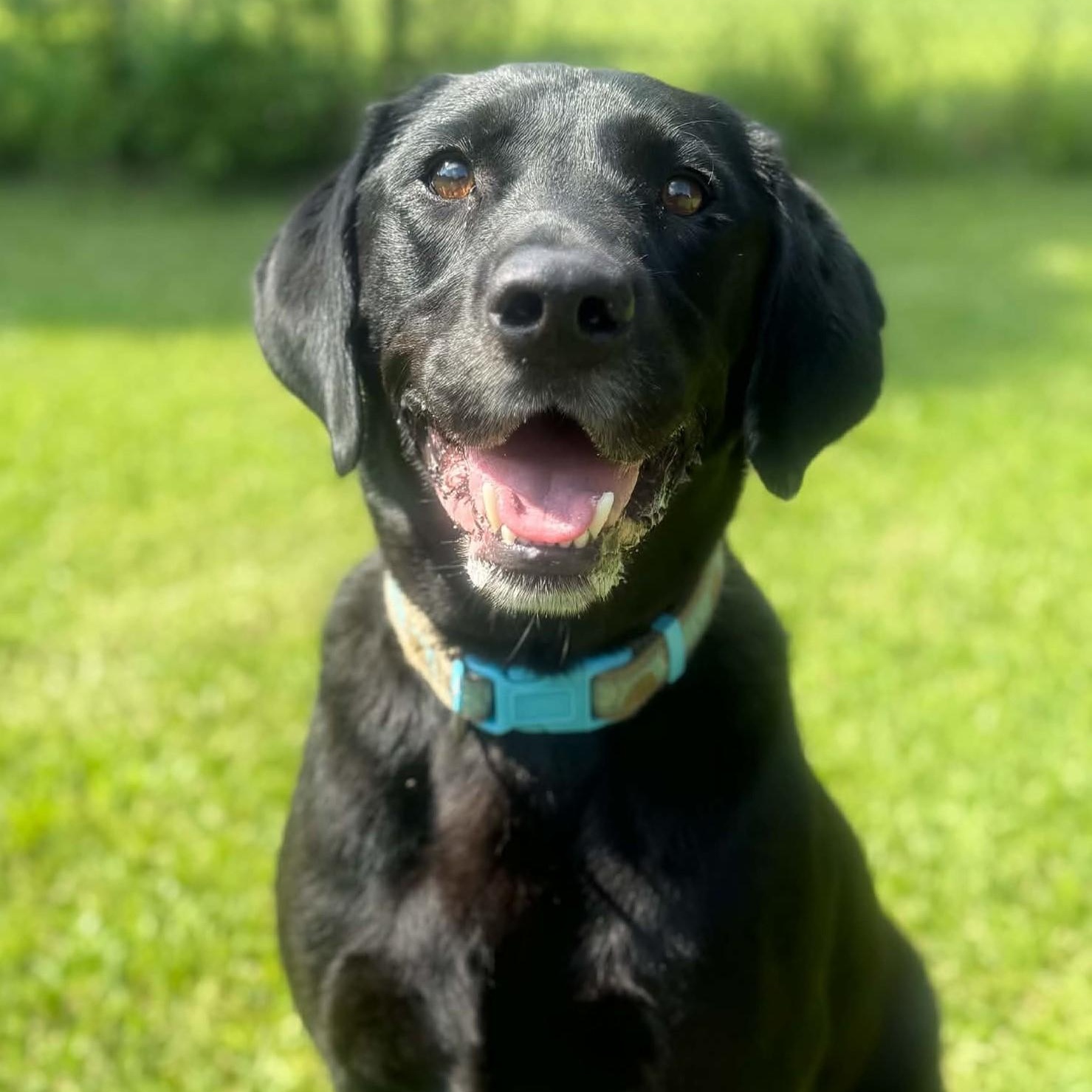 Enlarge Joey, a Adoptable Labrador Retriever in Magnolia Springs, AL image 4/6