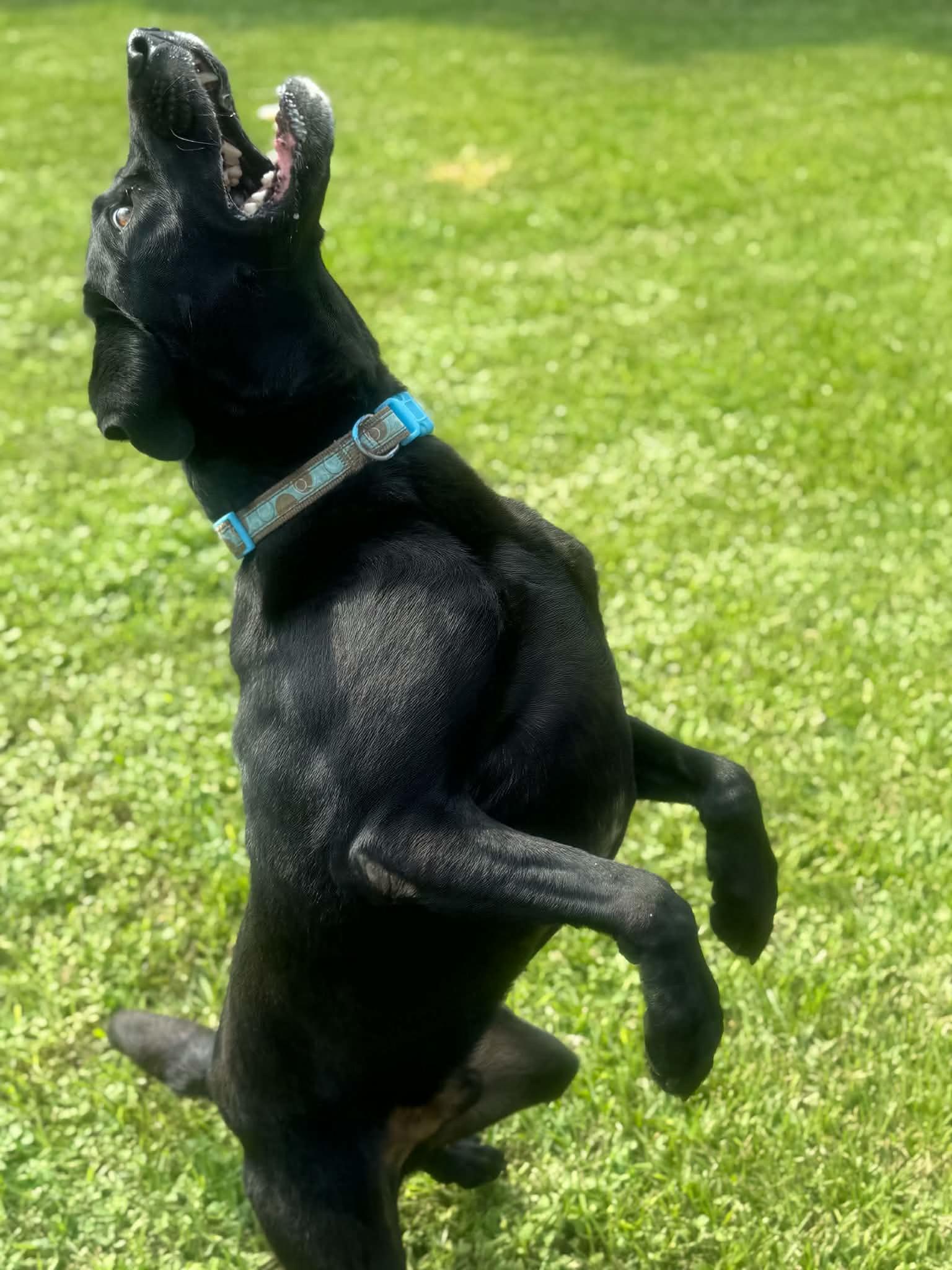 Enlarge Joey, a Adoptable Labrador Retriever in Magnolia Springs, AL image 5/6