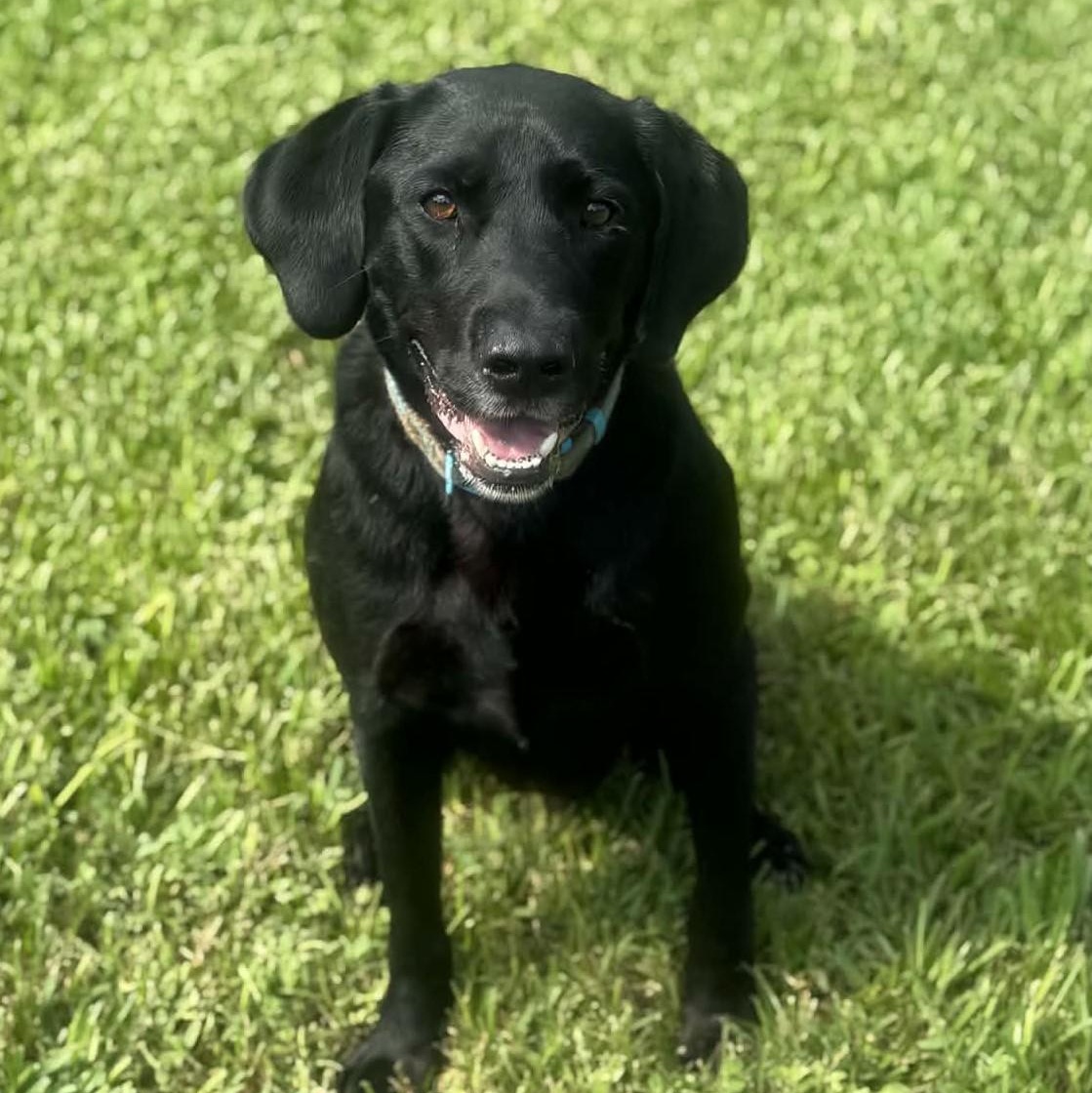 Joey, Adoptable, Adult Male Labrador Retriever.
