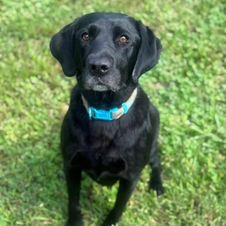 Enlarge Joey, a Adoptable Labrador Retriever in Magnolia Springs, AL image 2/6