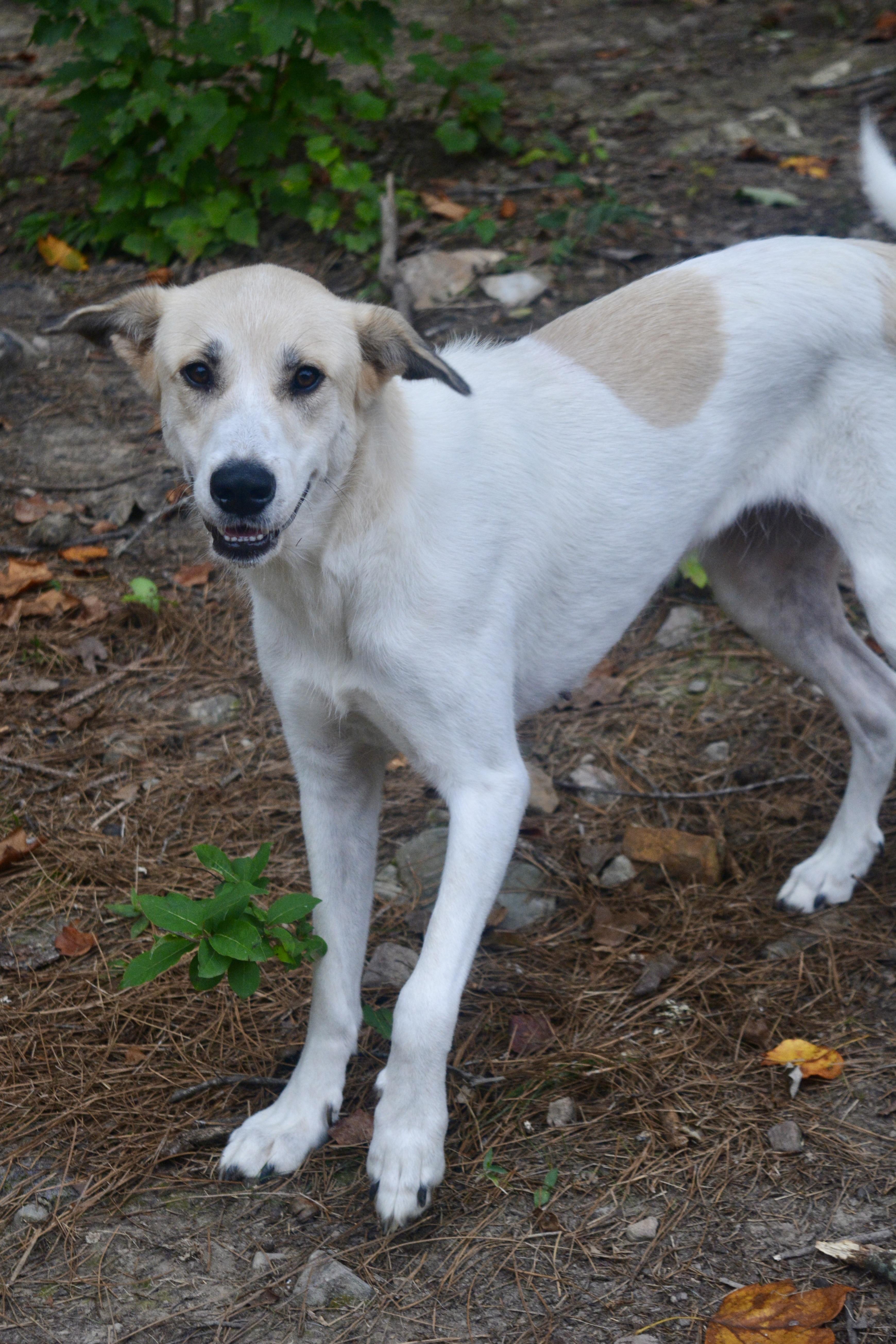 Rosie, Adoptable, Adult Female Great Pyrenees & Labrador Retriever.