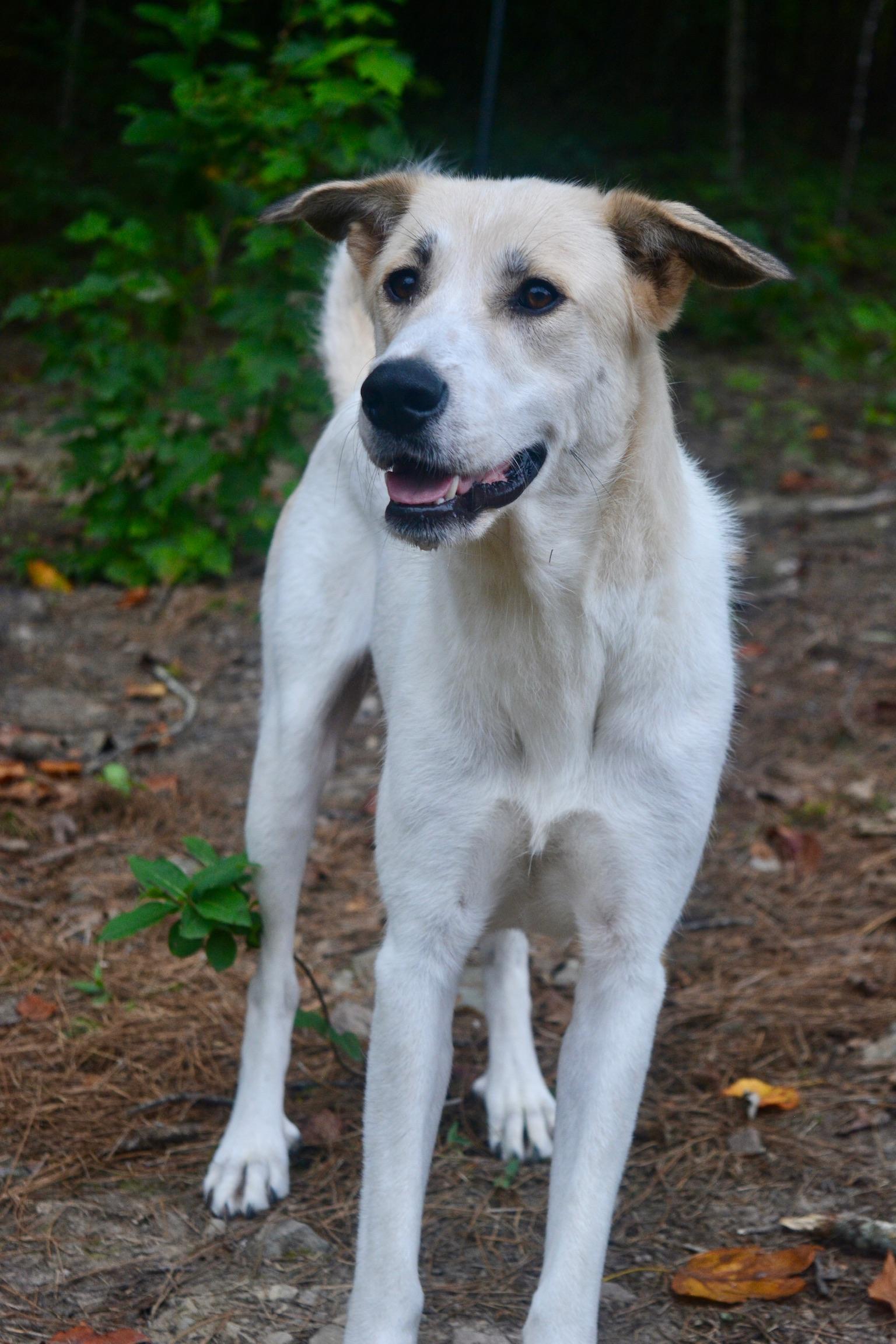 Rosie, a Adoptable mixed breed in Pelham, AL image 2/4