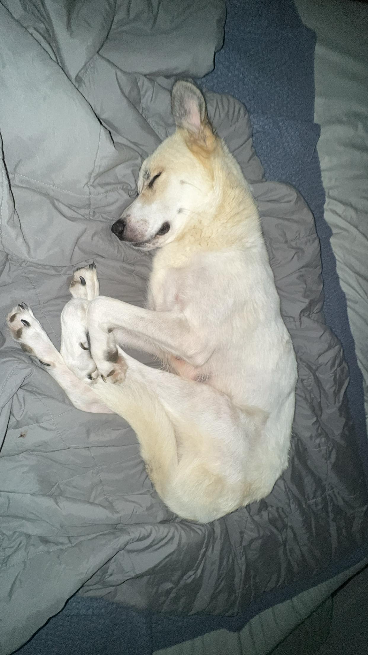 Rosie, a Adoptable mixed breed in Pelham, AL image 3/4