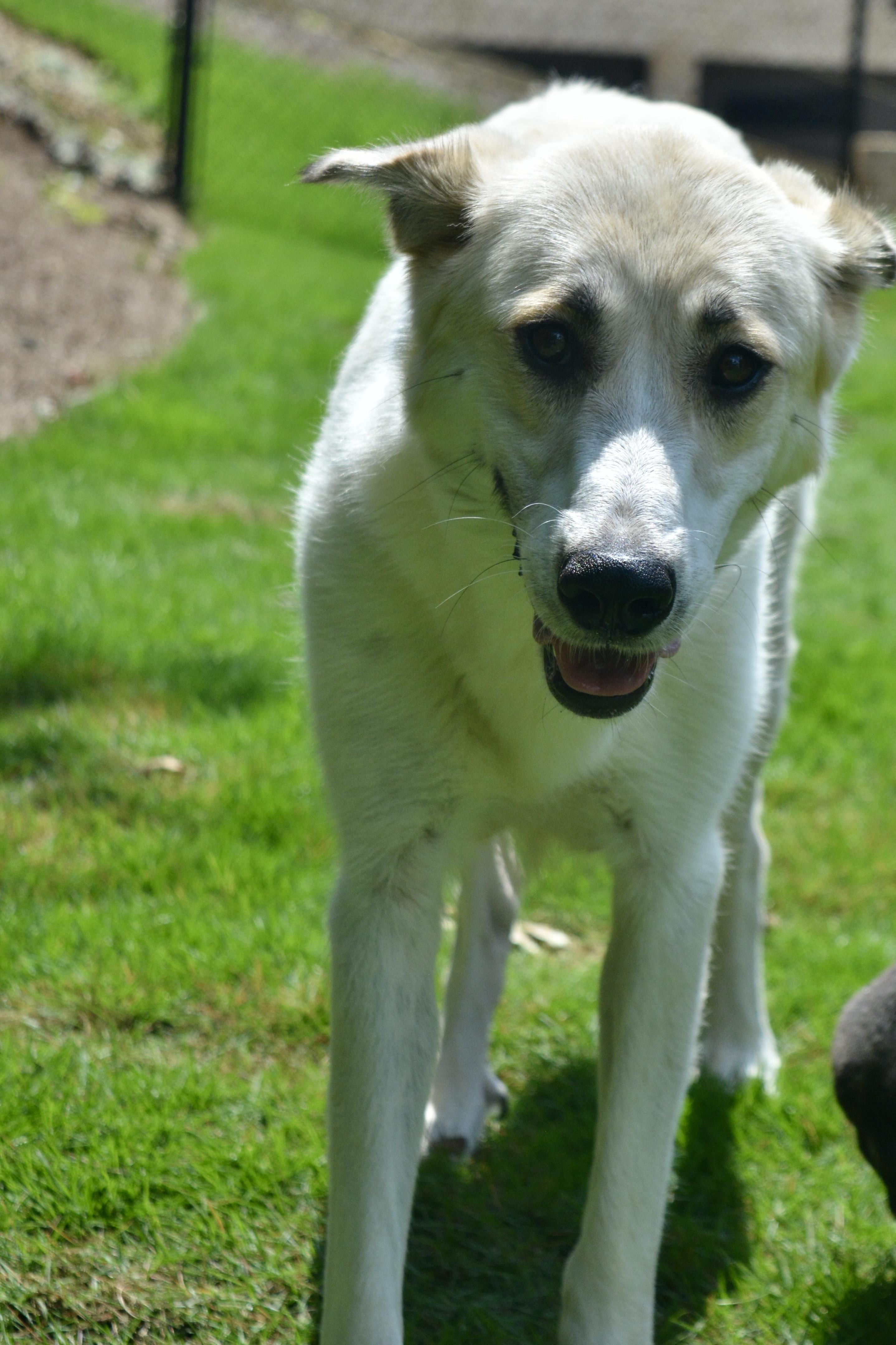 Rosie, a Adoptable mixed breed in Pelham, AL image 4/4