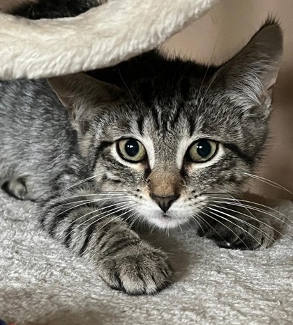 Enlarge Bowie, a Adoptable Domestic Short Hair in New York, NY image 5/6