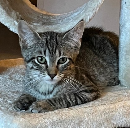 Enlarge Bowie, a Adoptable Domestic Short Hair in New York, NY image 6/6