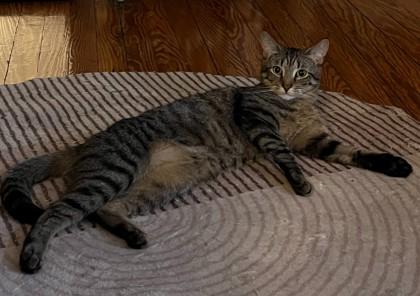 Enlarge Bowie, a Adoptable Domestic Short Hair in New York, NY image 1/6